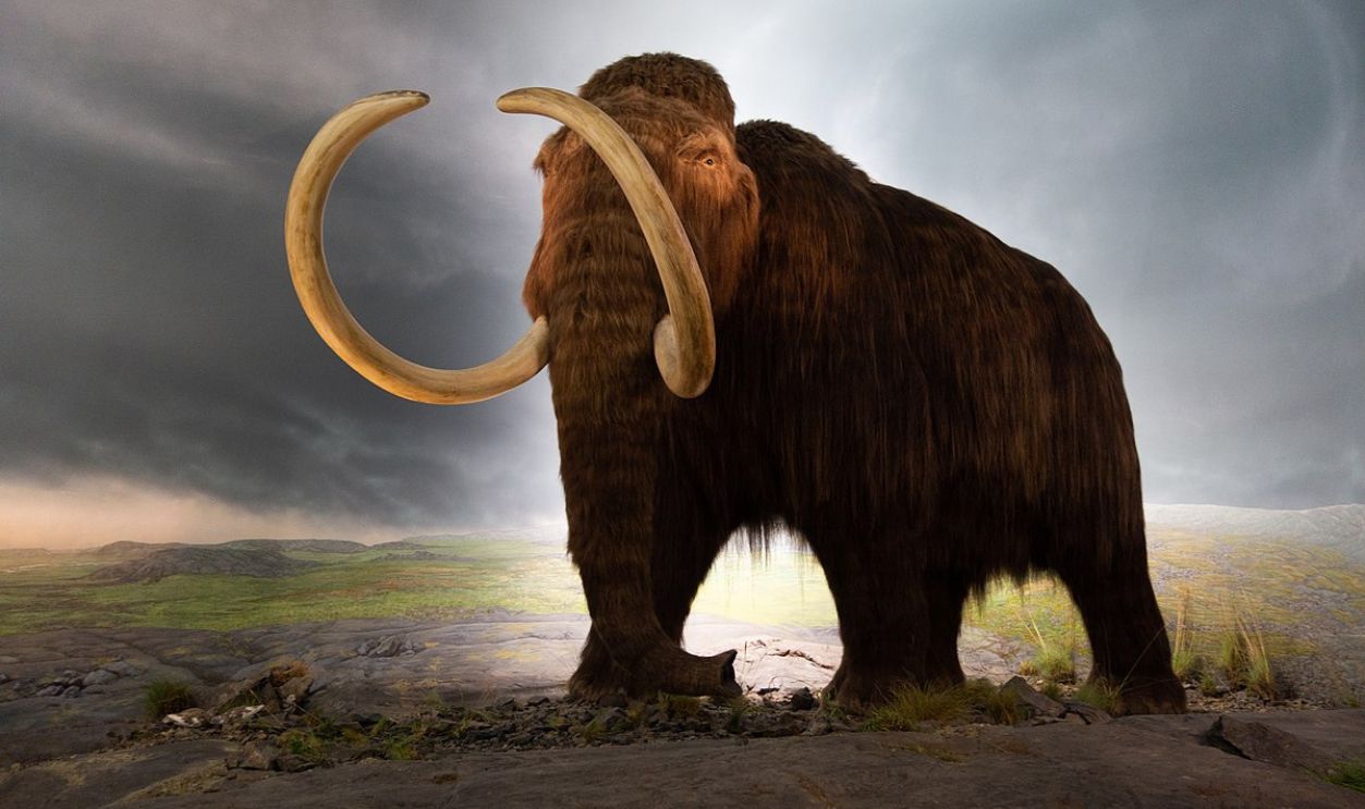 Mammoths