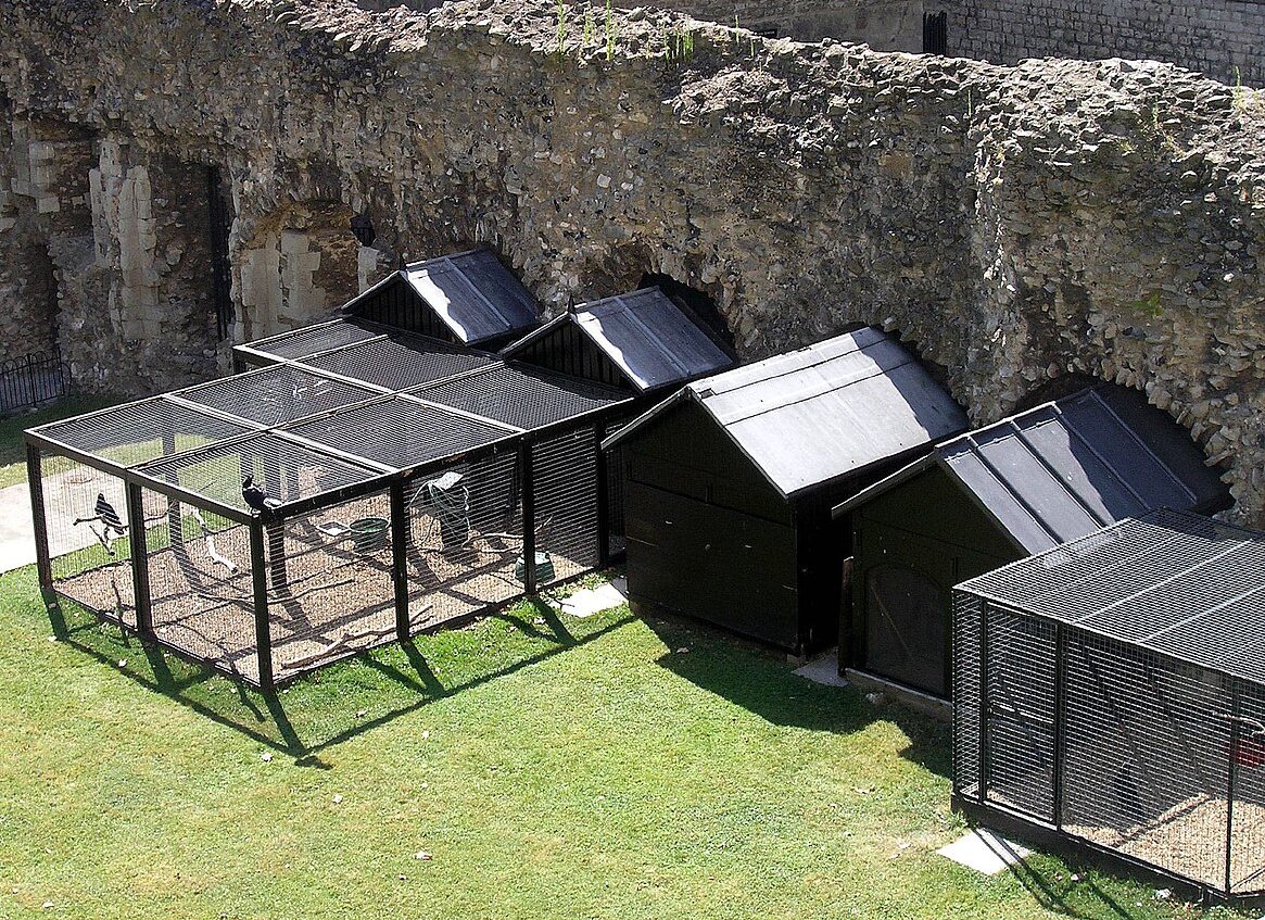 The cages for the ravens at the Tower of London, England.