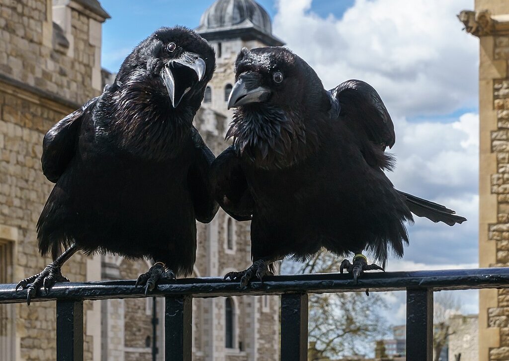 Jubilee and Munin, Ravens of the Tower of London.