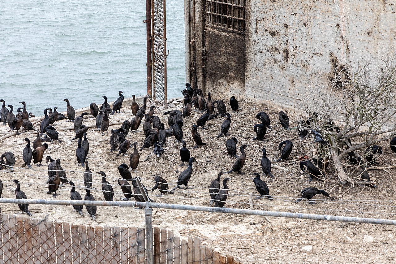 Birds at Model Industries Building, Alcatraz Island, San Francisco, California, USA