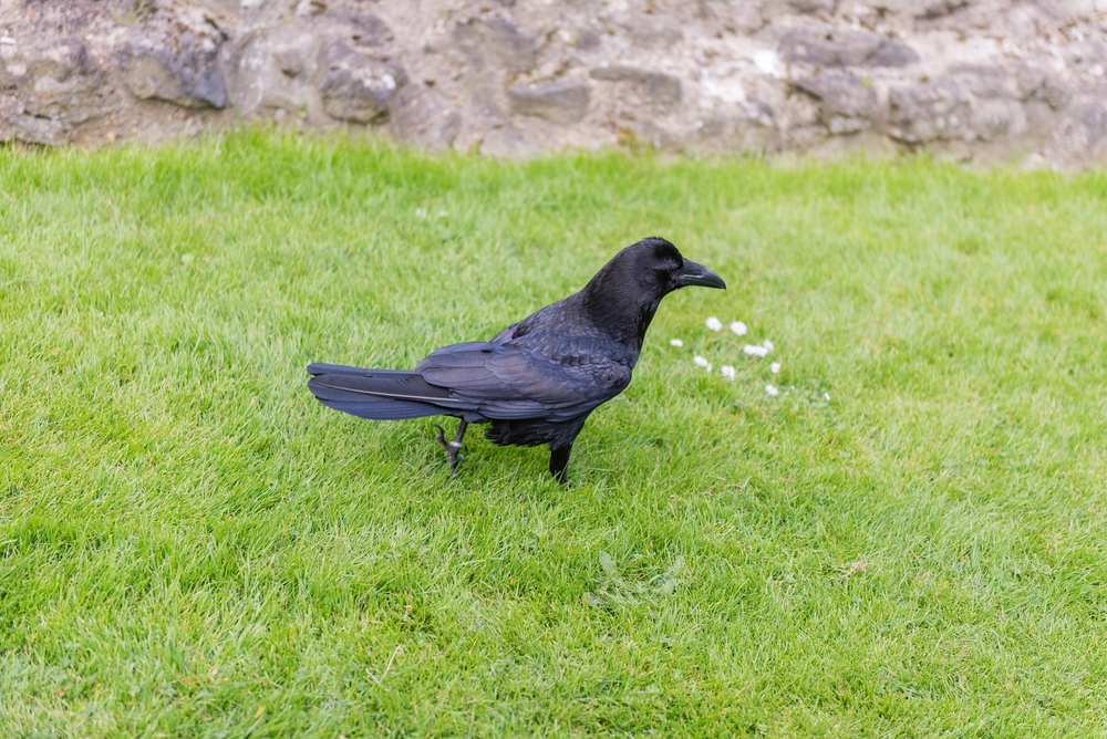 Legendary raven of the Tower of London, England, UK.