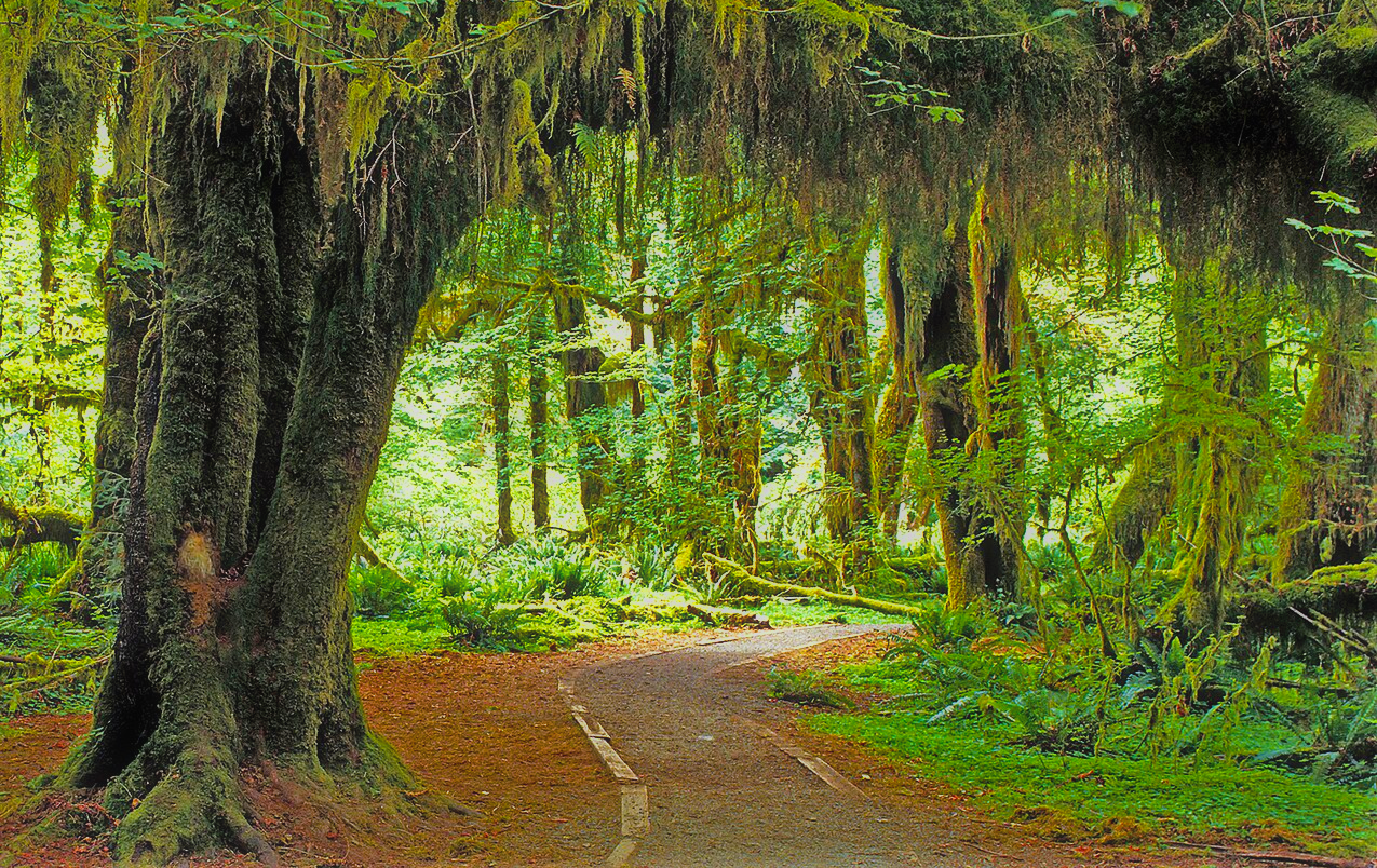 Hoh Rain Forest