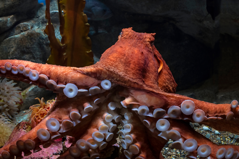 Close frame of an amazing Giant Pacific Octopus