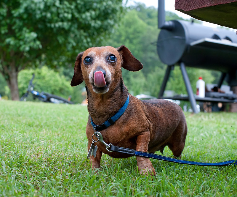 Leashed dog on campsite
