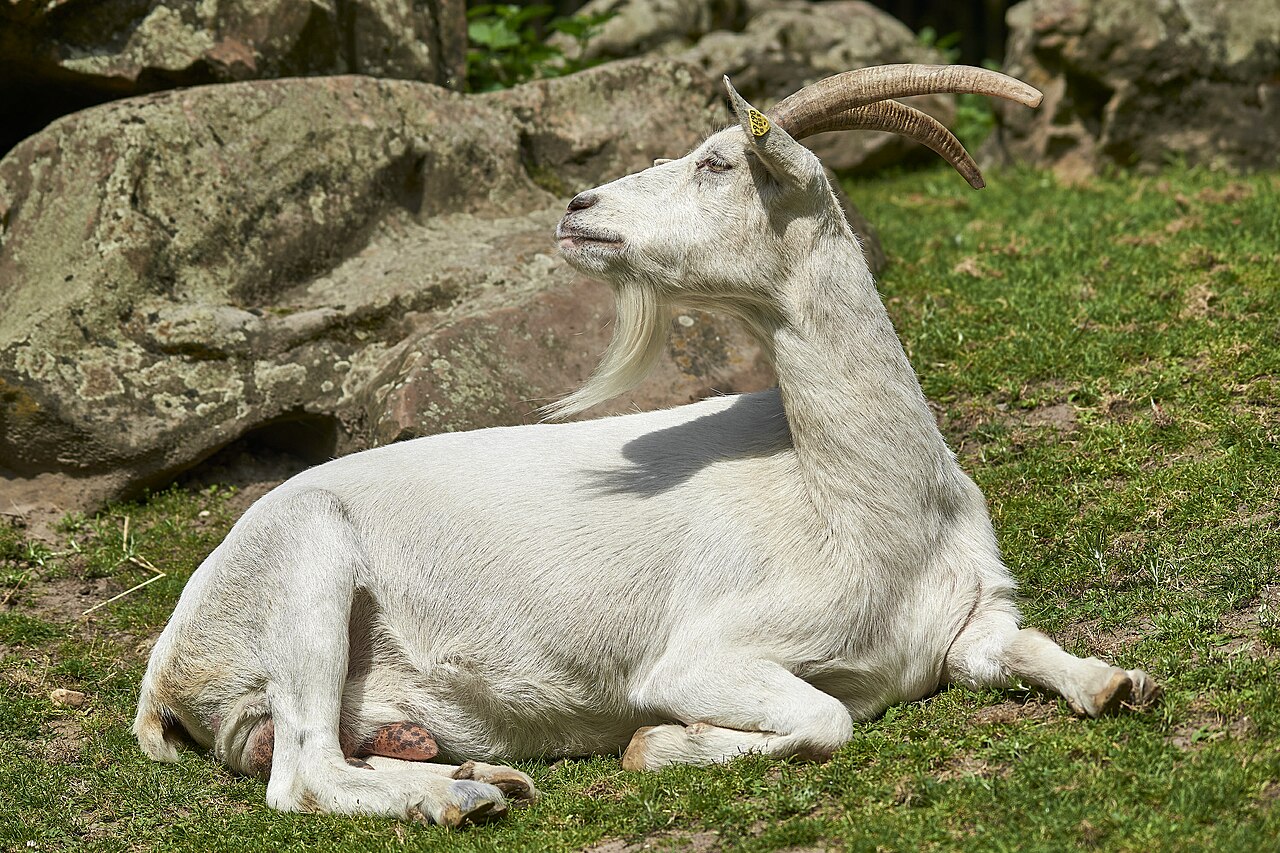 Bezoar goat or wild goat