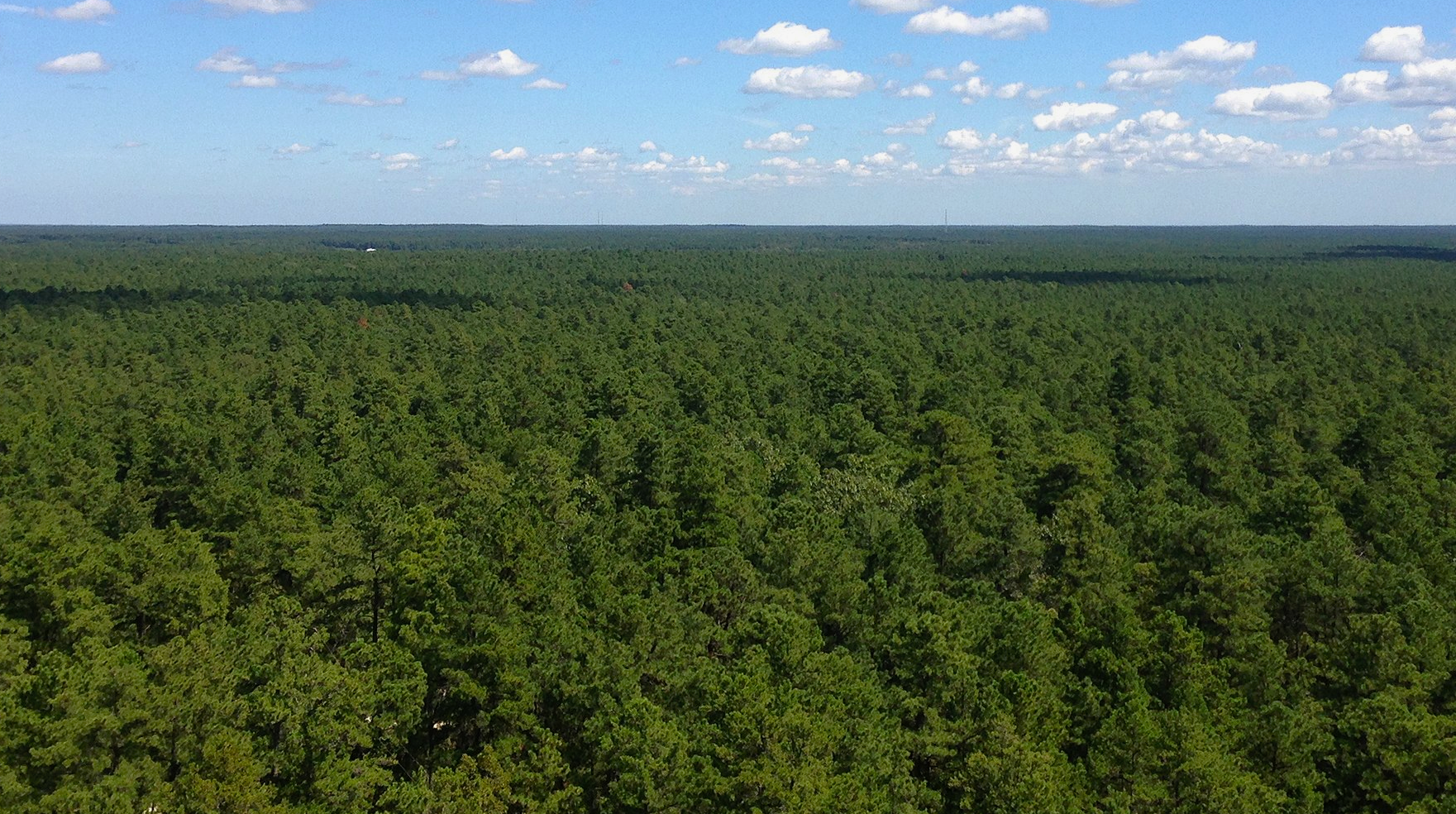 Pine Barrens, South Jersey