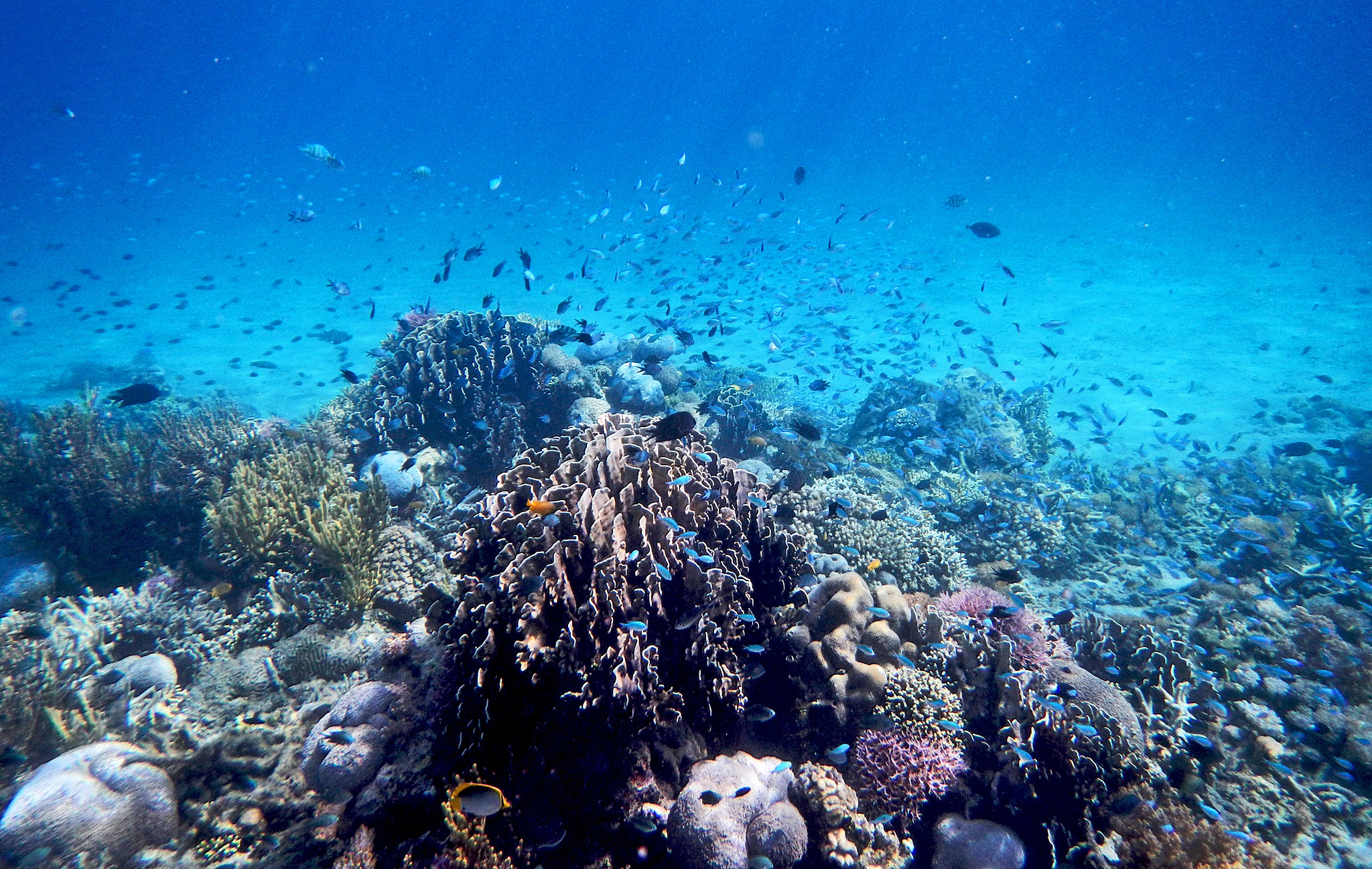 Indonesia Coral Reefs