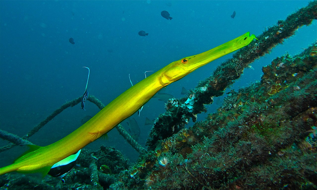 Chinese Trumpetfish