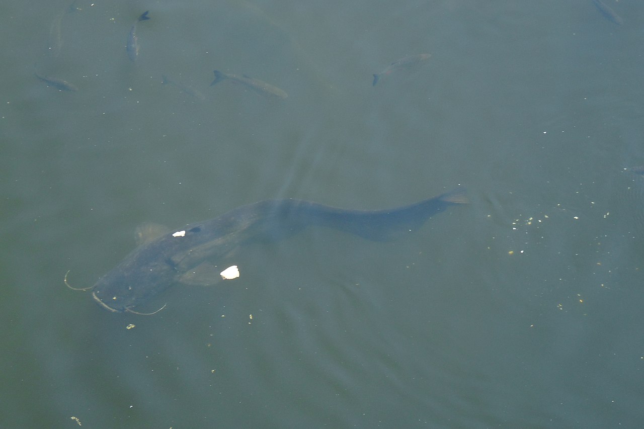 Cat Fish In Chernobyl 