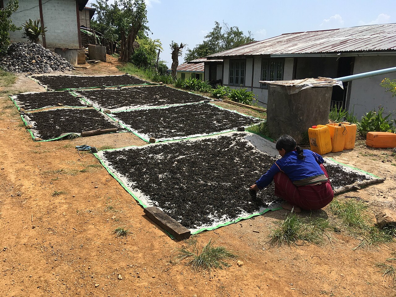 Tea Leaves Drying