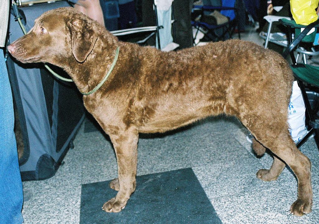 Cheaspeake Baj Retriever standing on a black mat