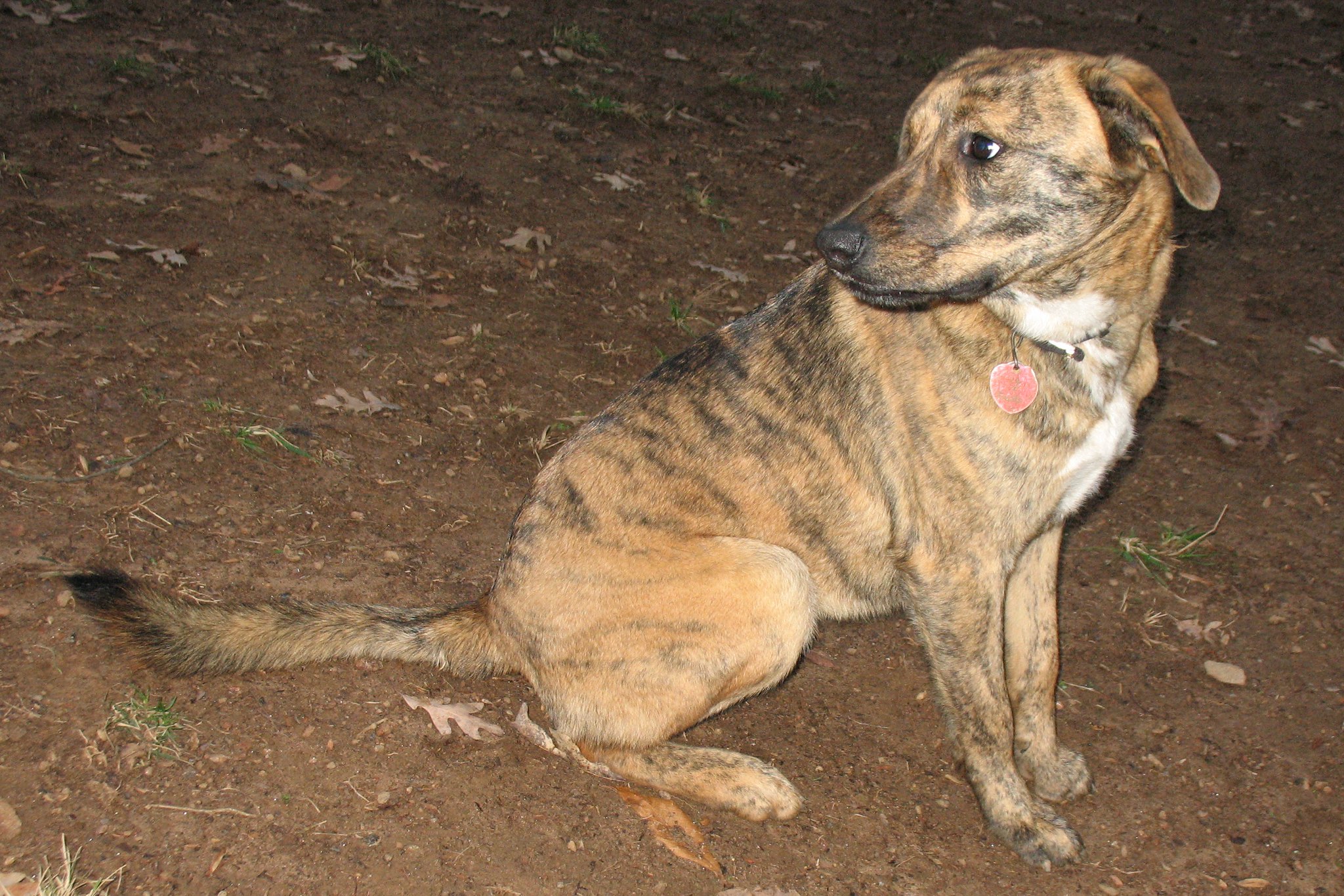 Plott Hound sitting on a dirt surface