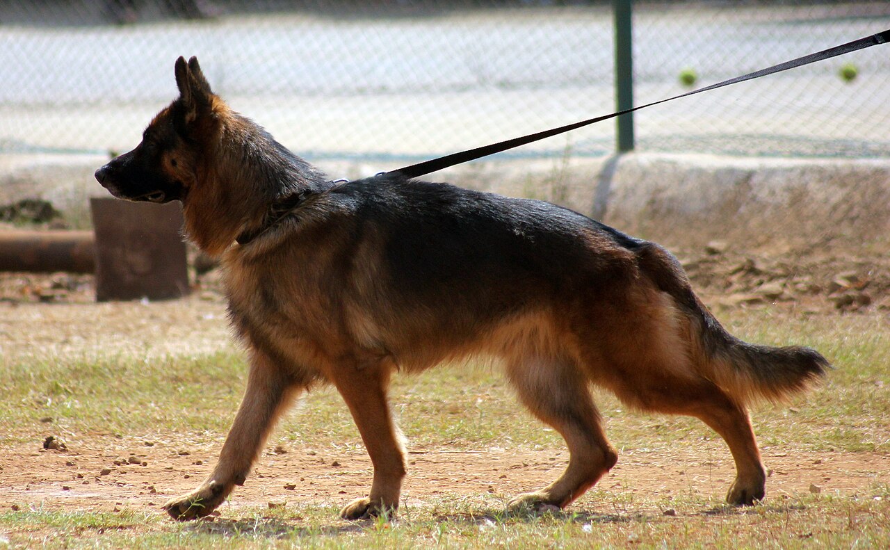 German Shepherd dog walking on a leash