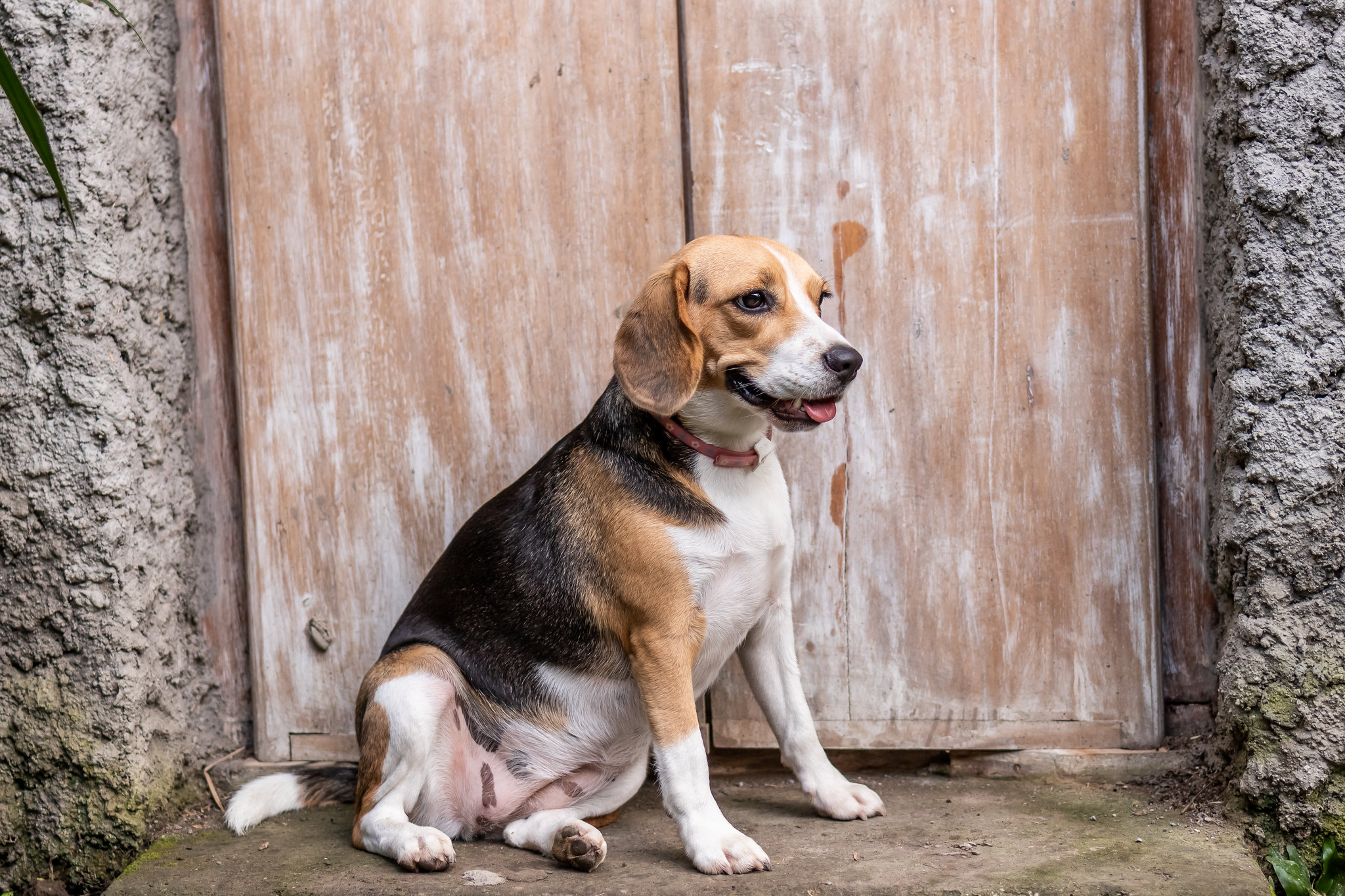 Portrait of a cute female beagle dog