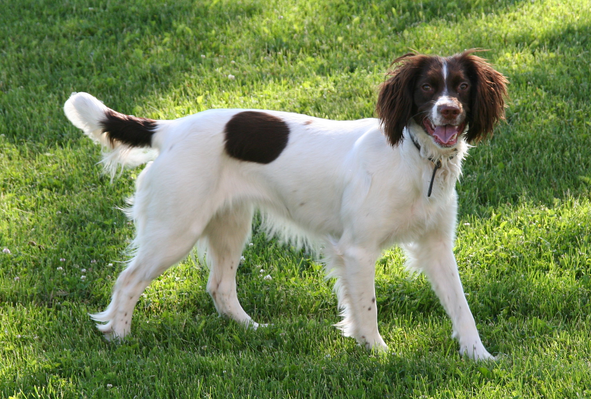 English Springer Spaniel standing on a grassy field