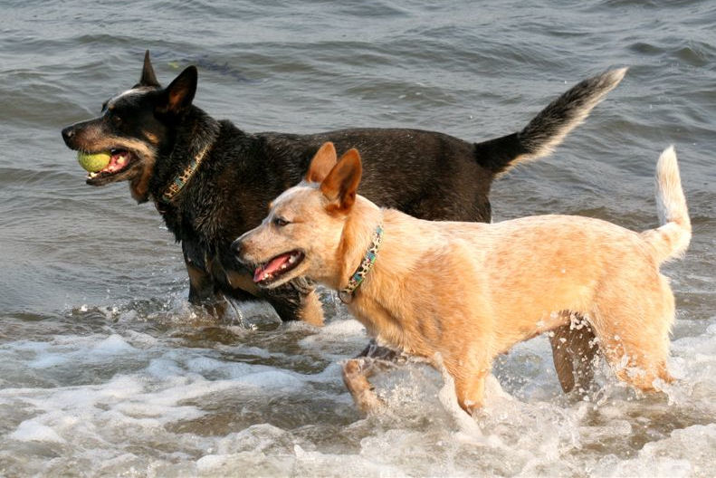 Australian Cattle Dogs playing in the water
