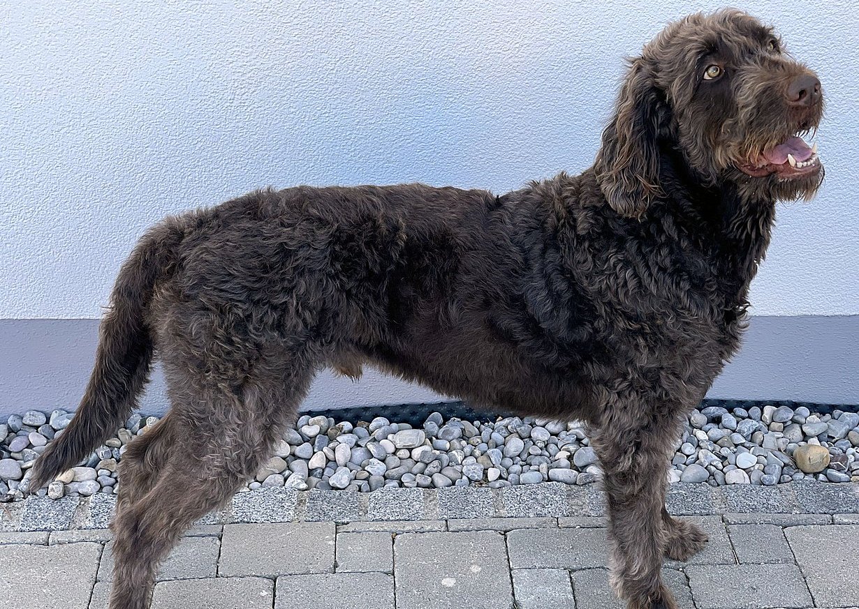 A Labradoodle sideways with face forward