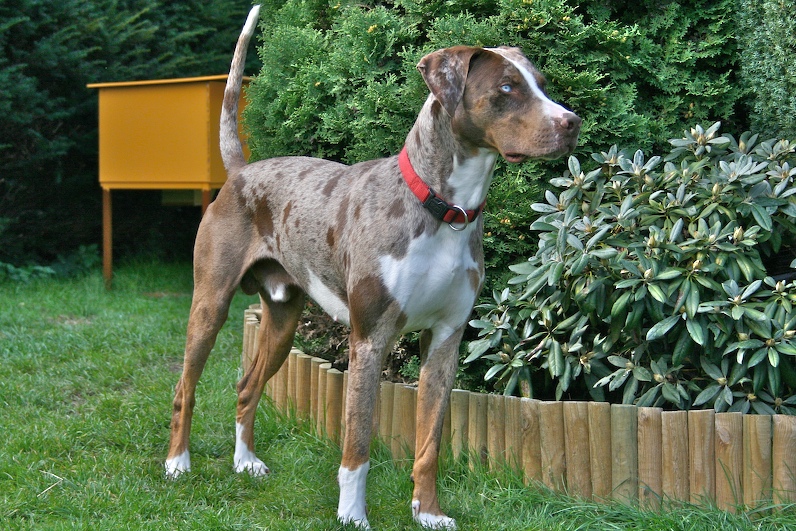 Louisiana Catahoula Leopard Dog