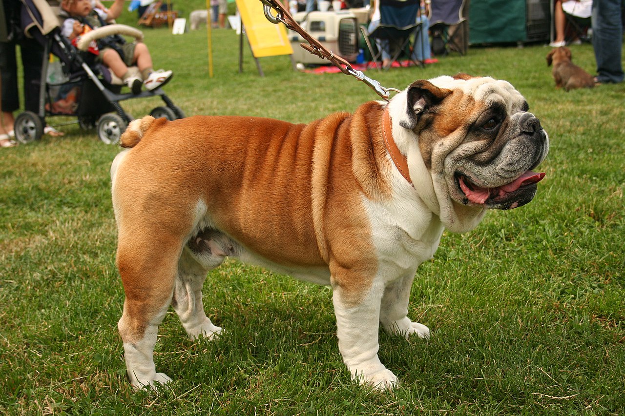 Bulldog standing on a grassy field