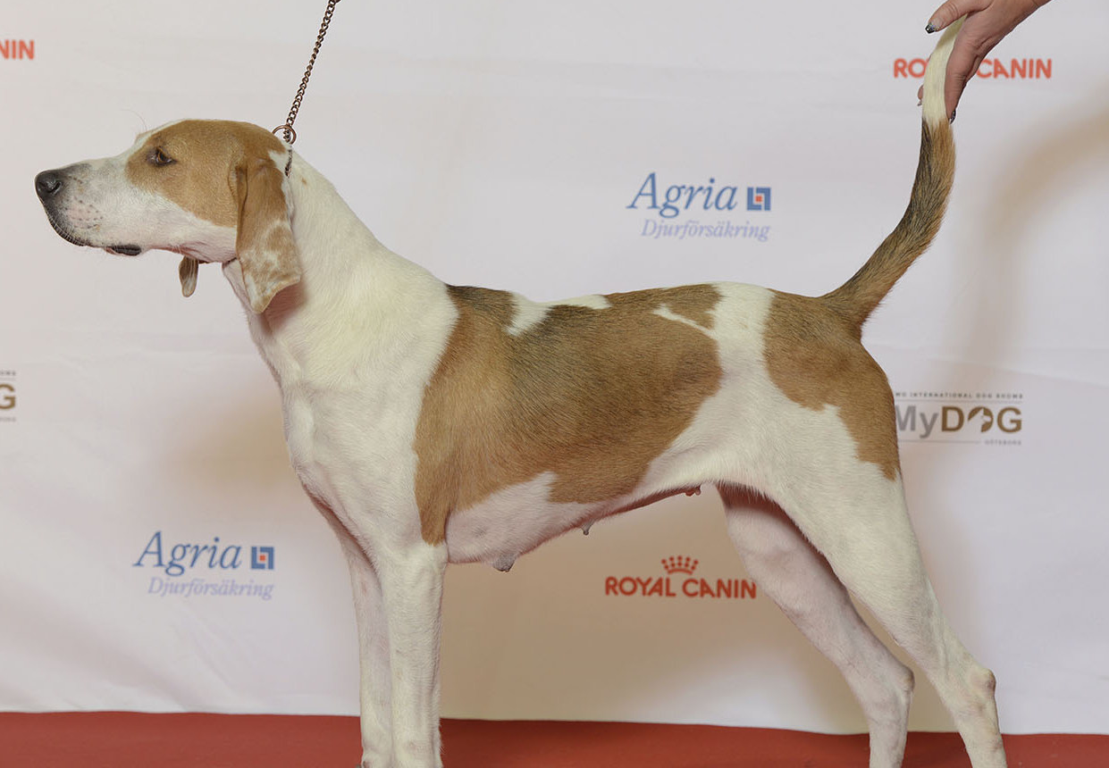 American Foxhound standing in a show ring
