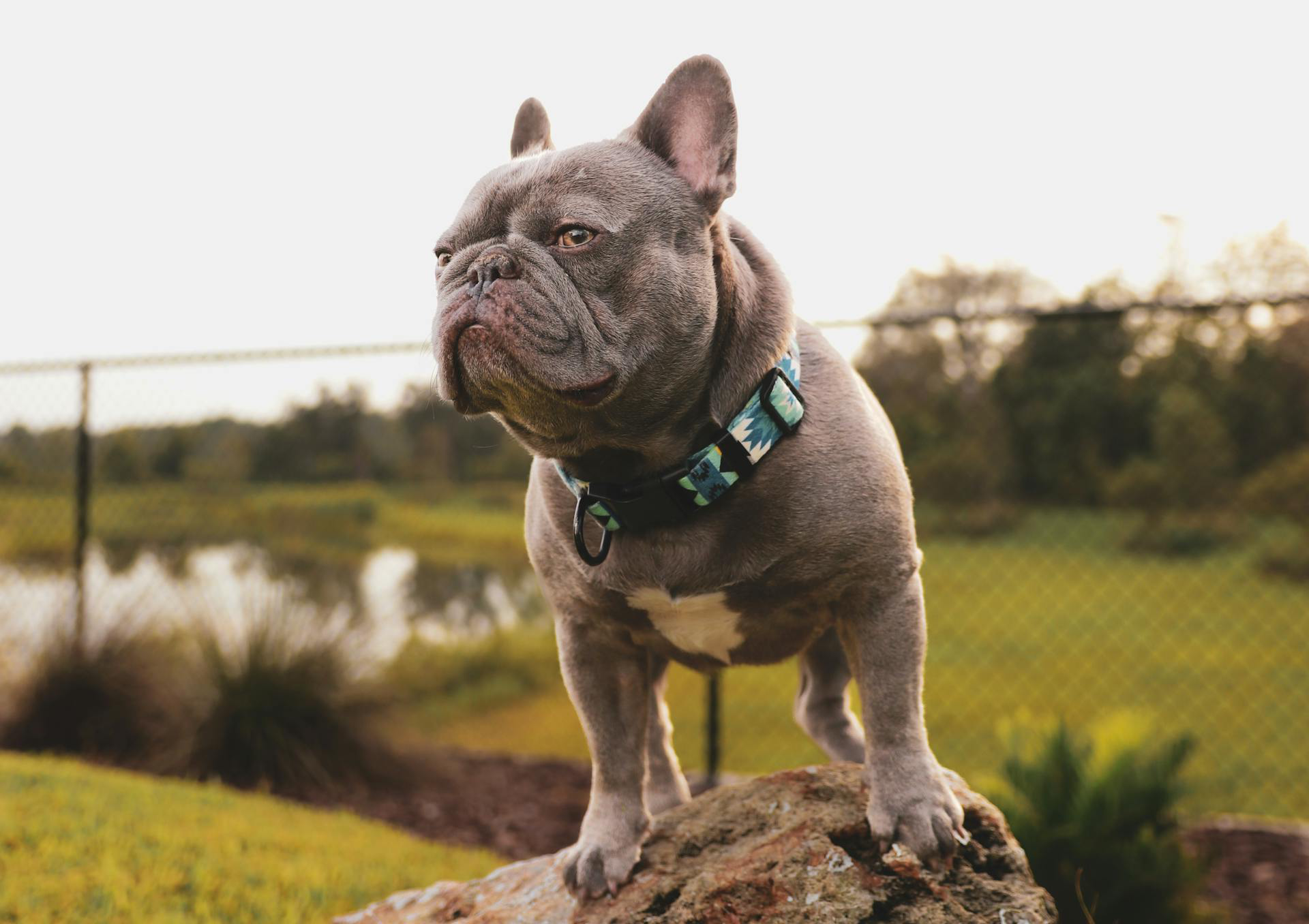 French Bulldog standing on a rock in a yard