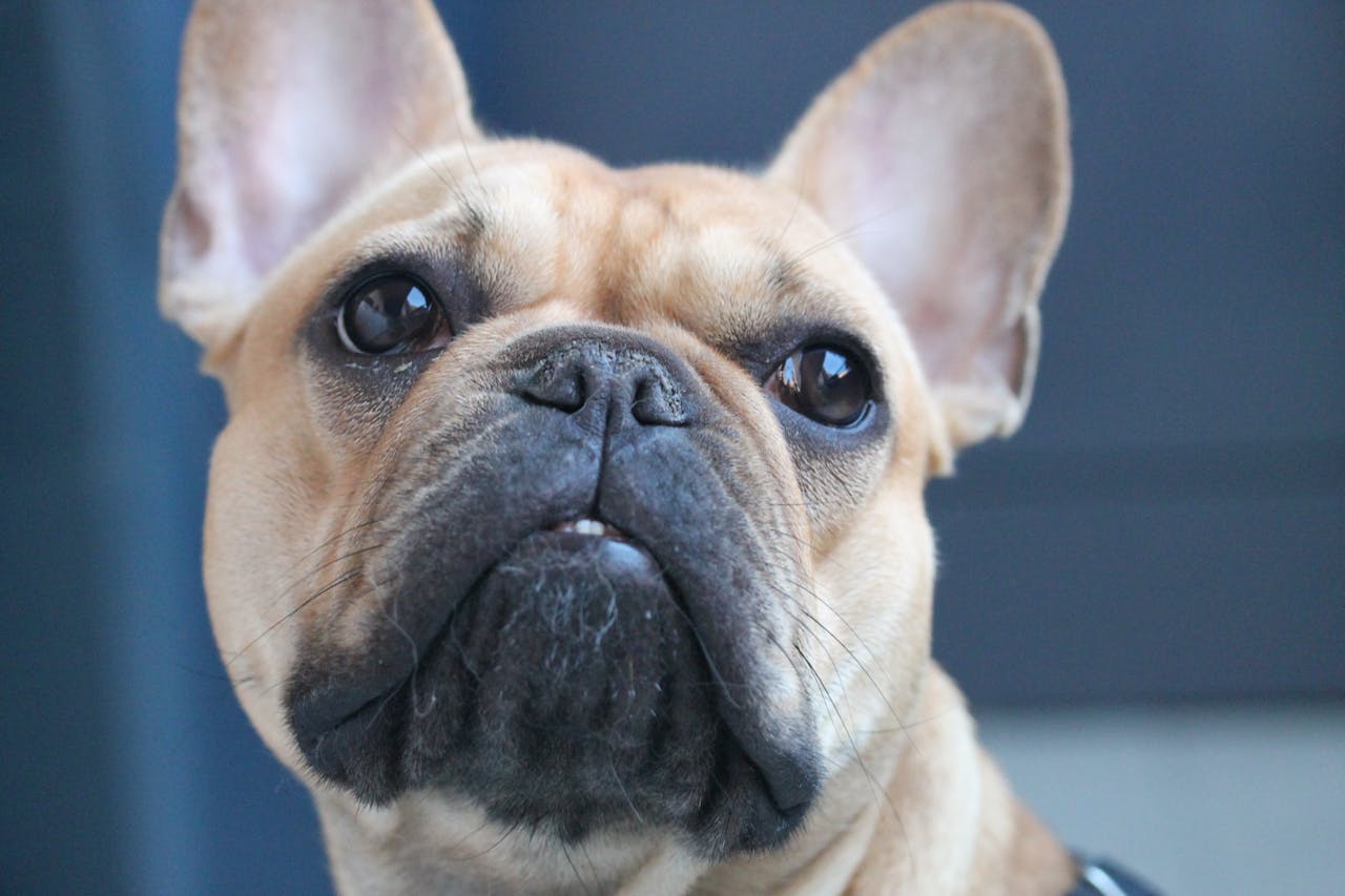 A close-up of a French Bulldog