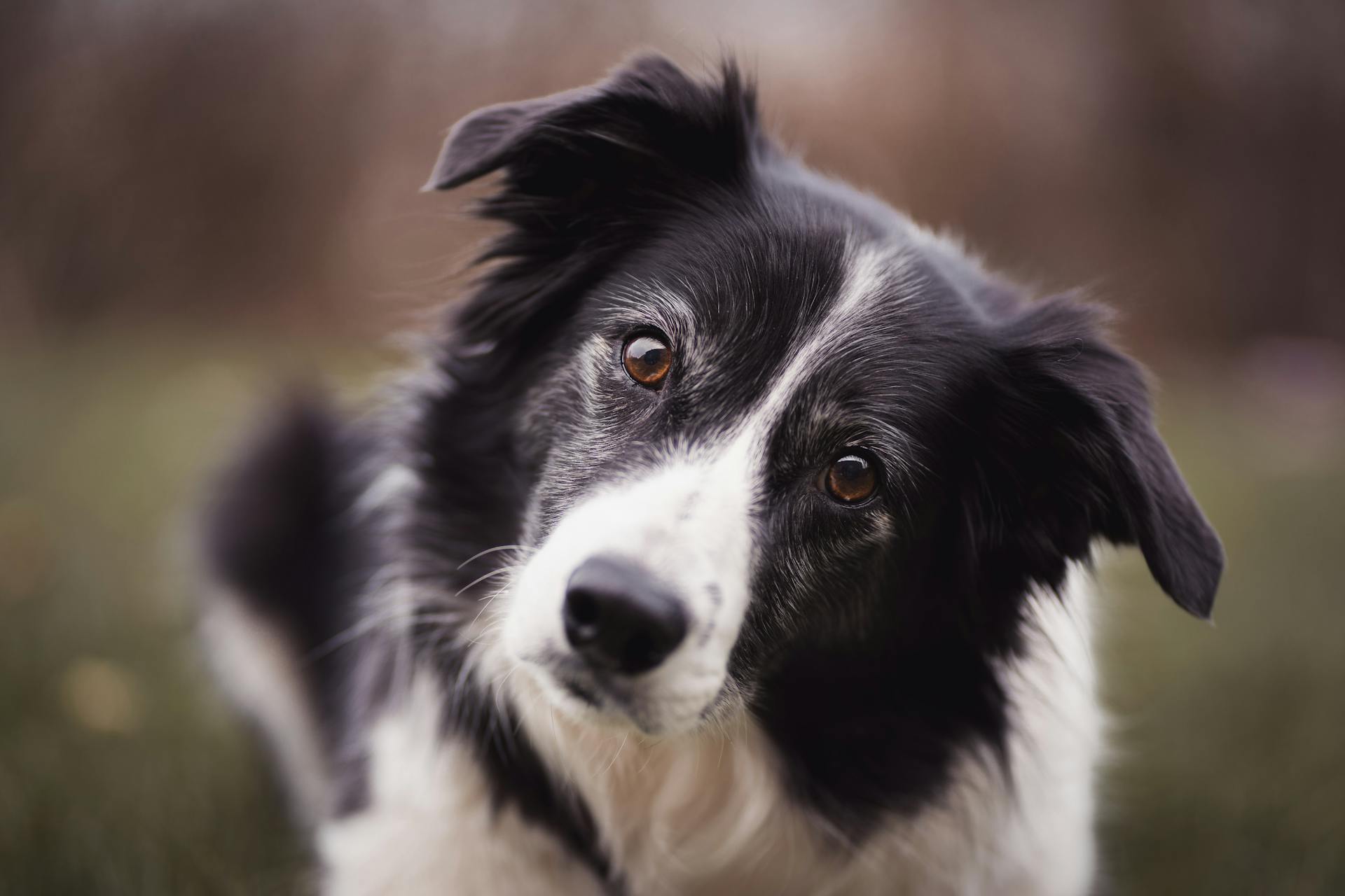 A Close-up of a Border Collie Dog