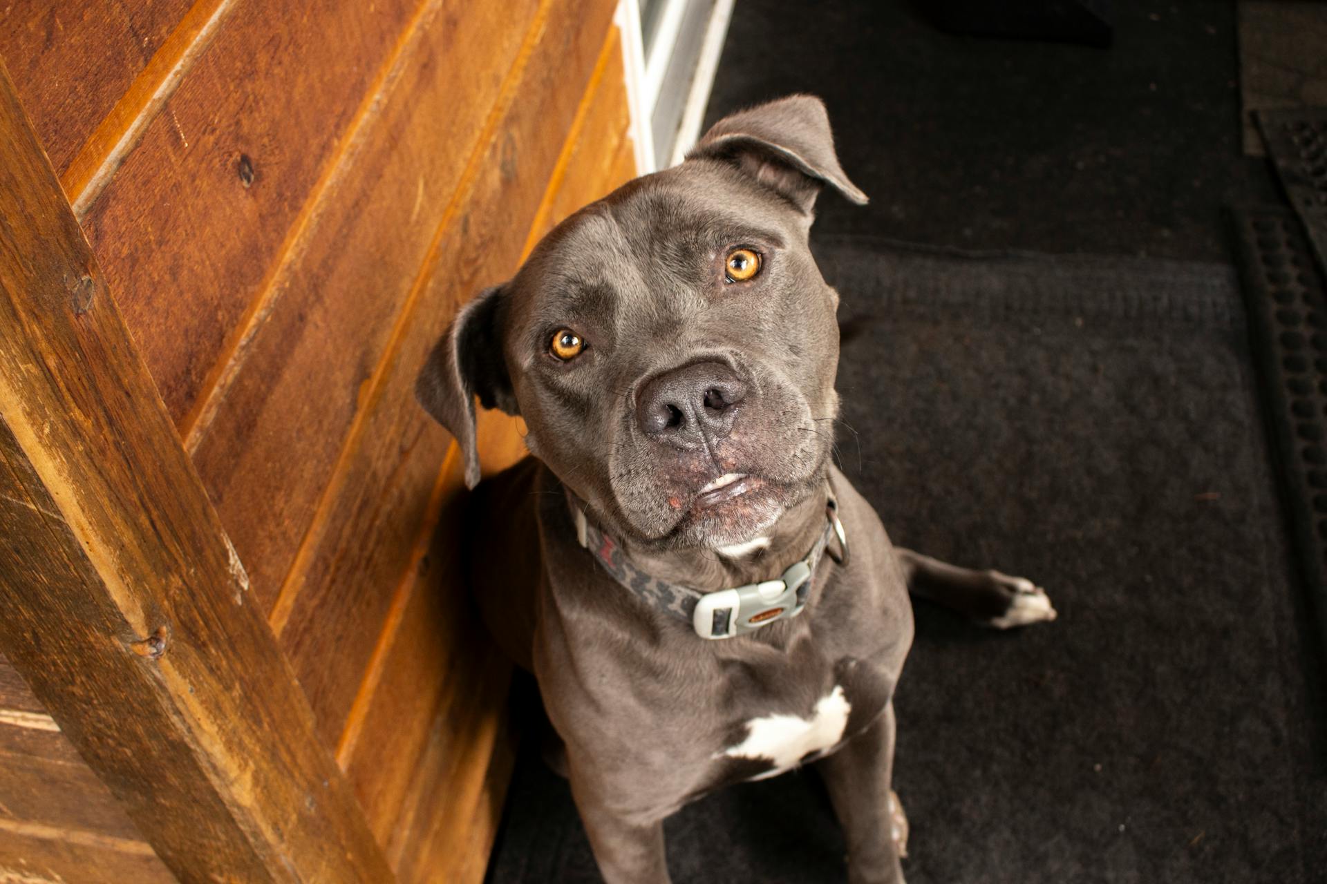 Adorable Pitbull Sitting Indoors
