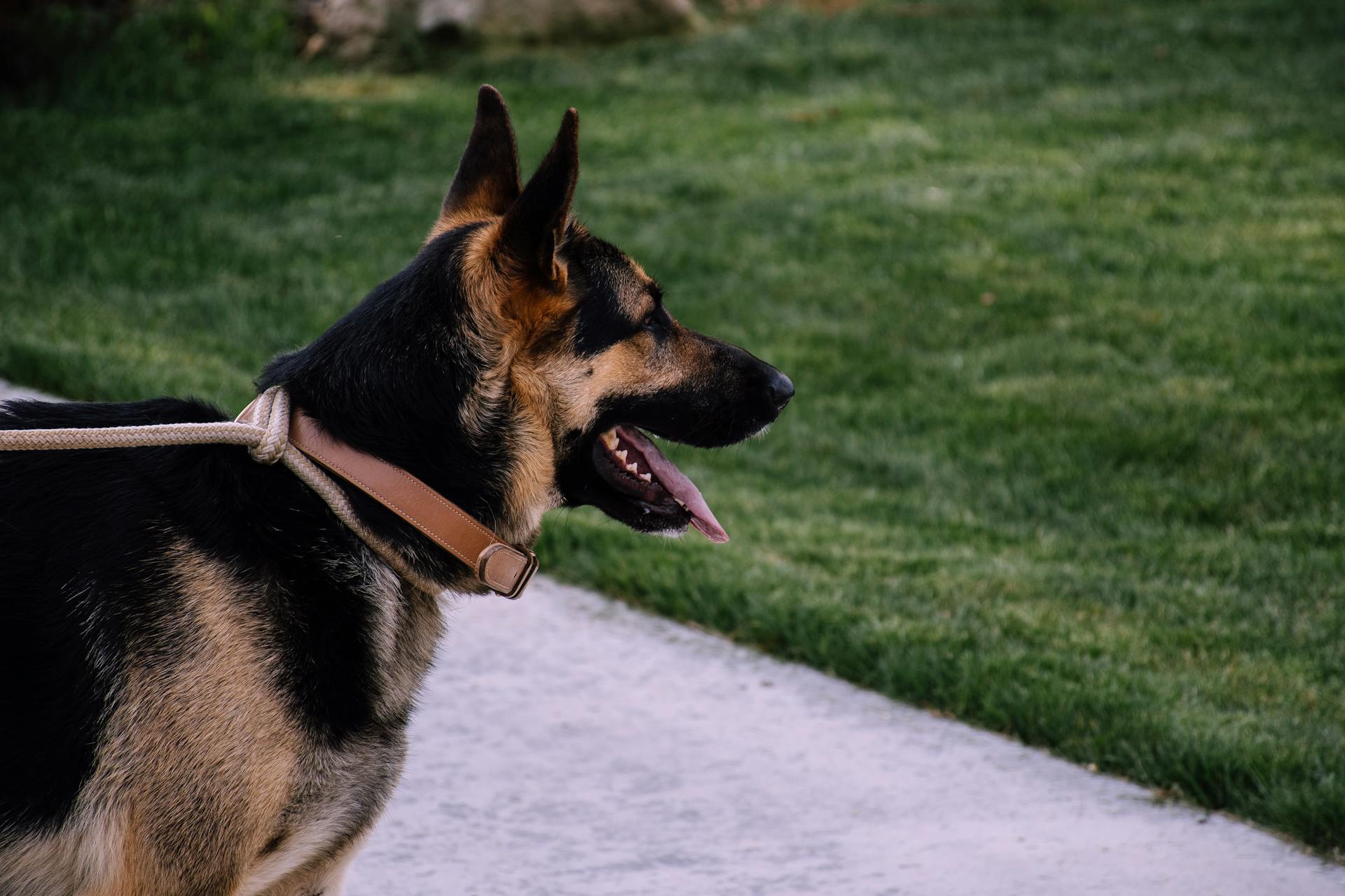 German Shepherd dog standing on a sidewalk