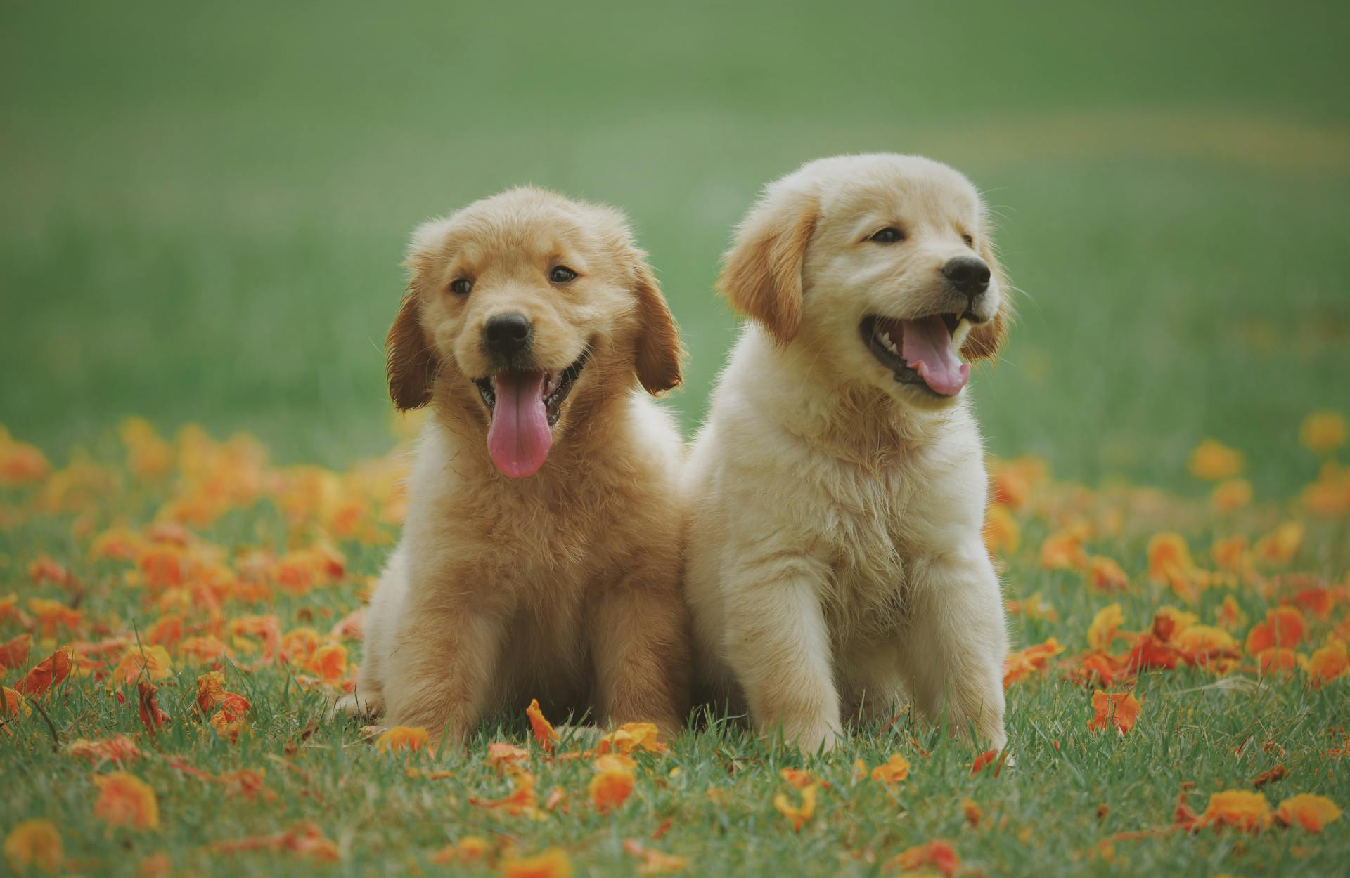 Two Yellow Labrador Retriever Puppies