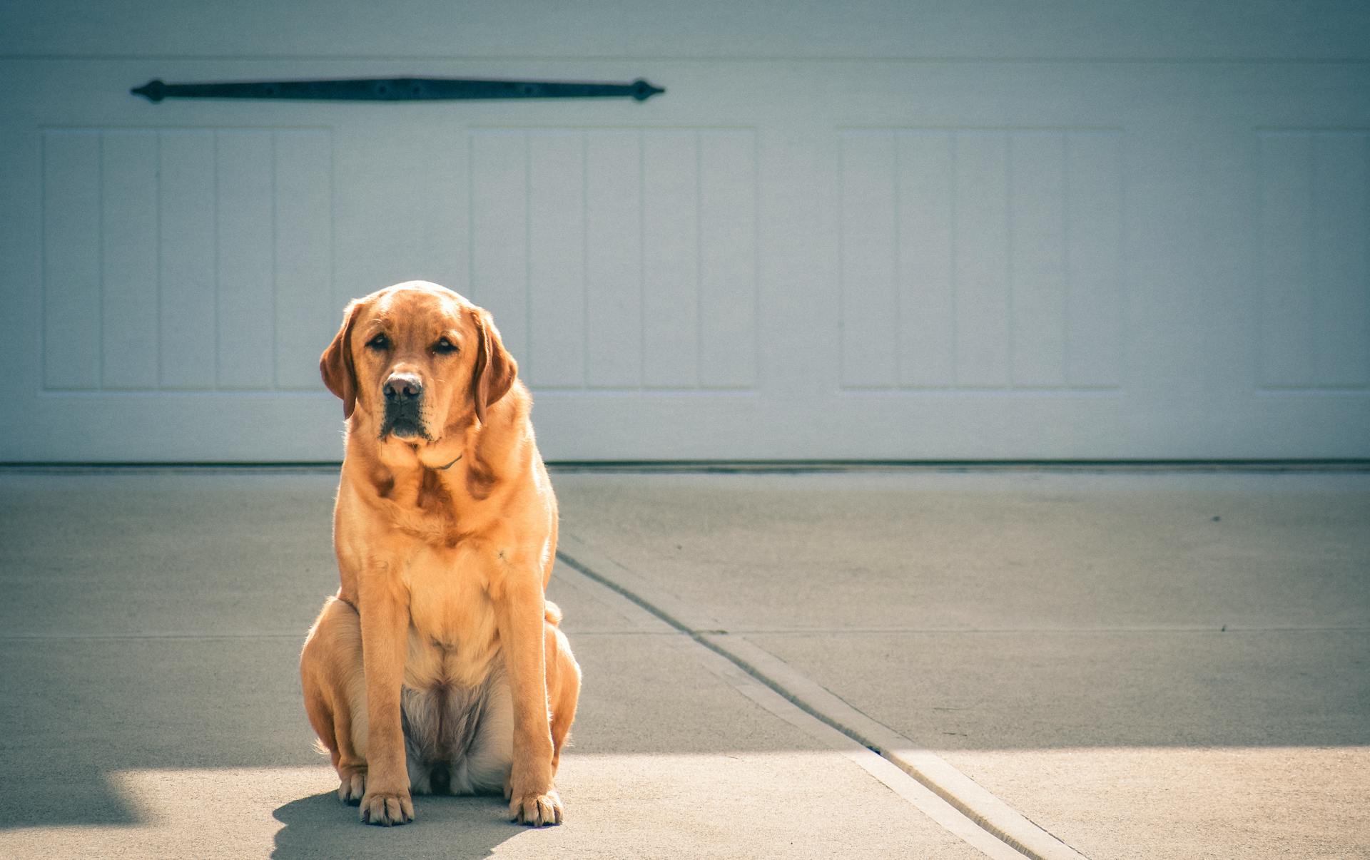 Labrador Retriever sitting on a concrete driveway