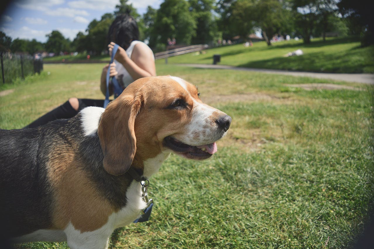 Beagle dog sitting on a grassy field