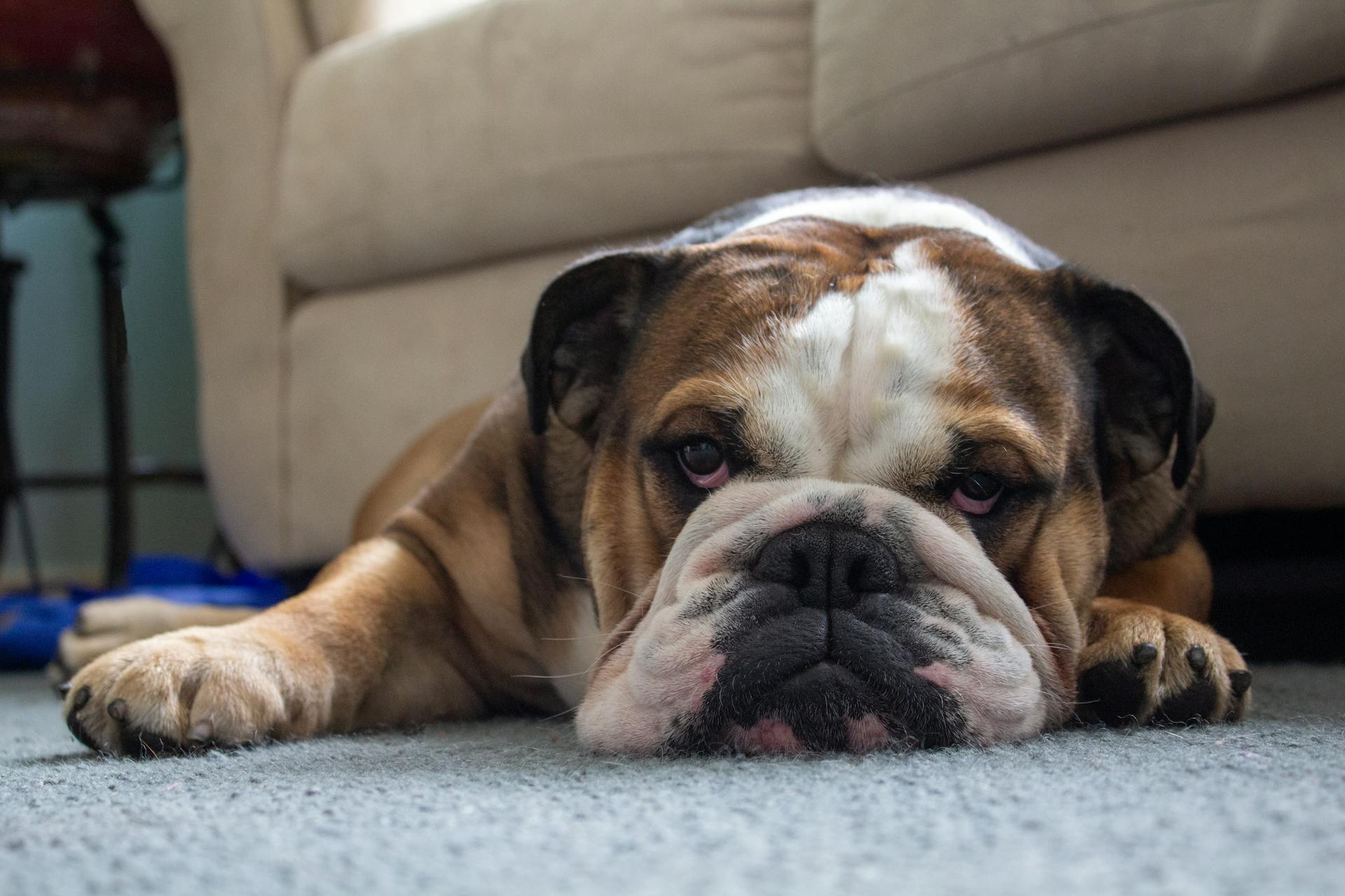 Bulldog lying on a carpeted floor