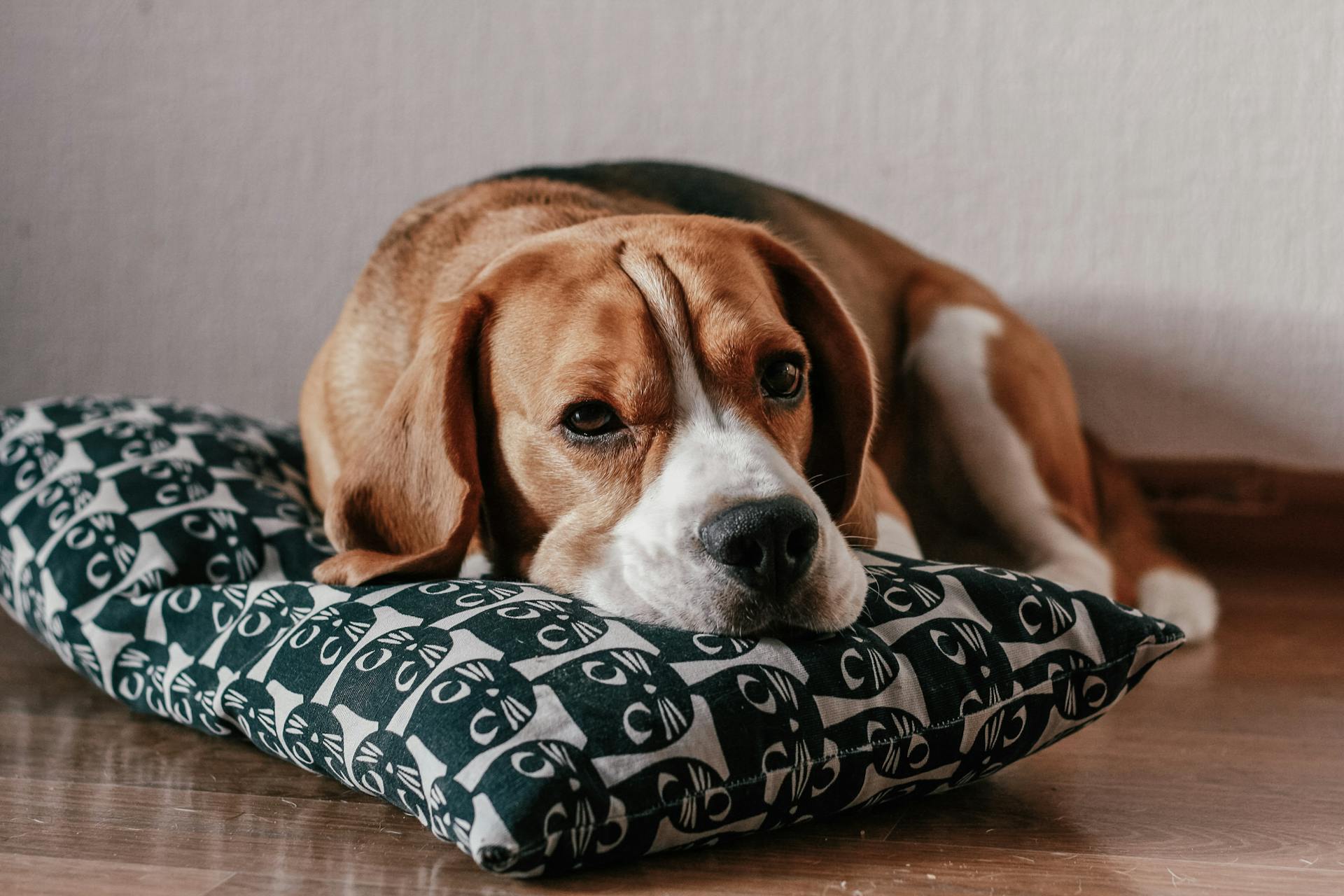 Brown and White Short Coated Beagle