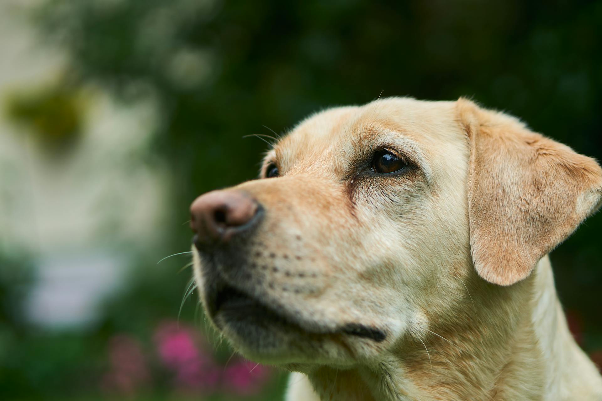 Adult Labrador Retriever Outdoors