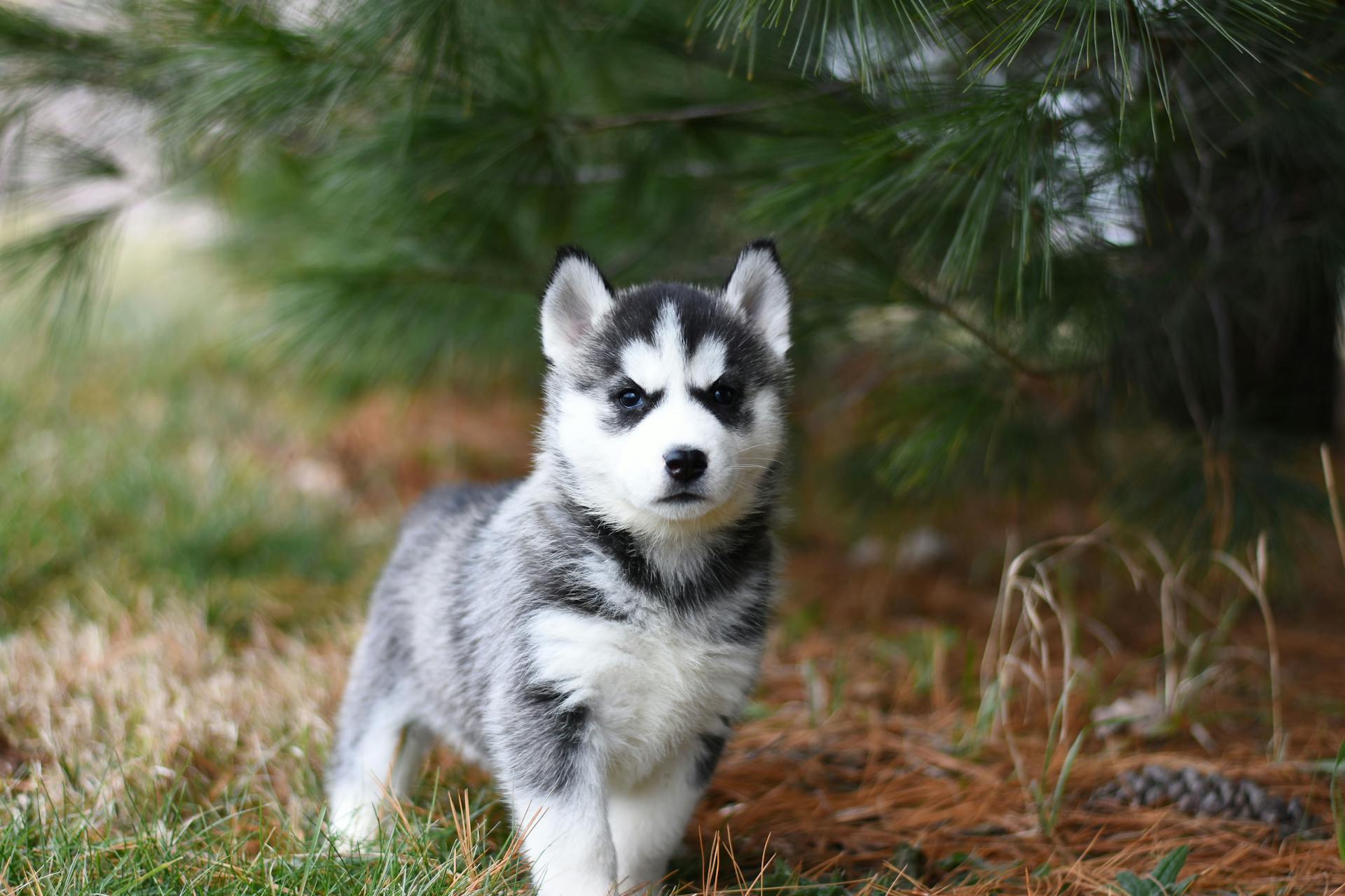 Black and White Siberian Husky Puppy