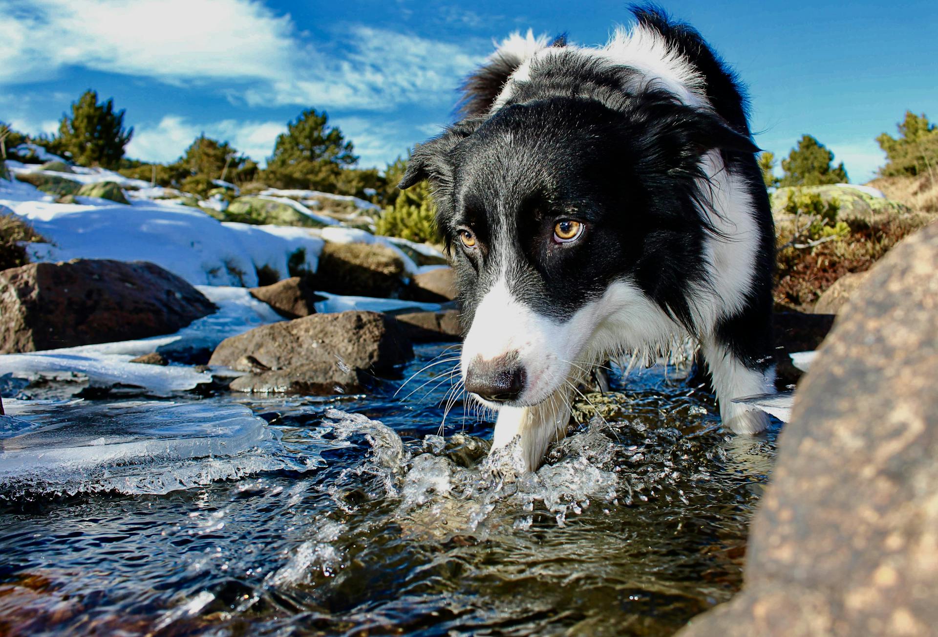 Border Collie walking through a stream