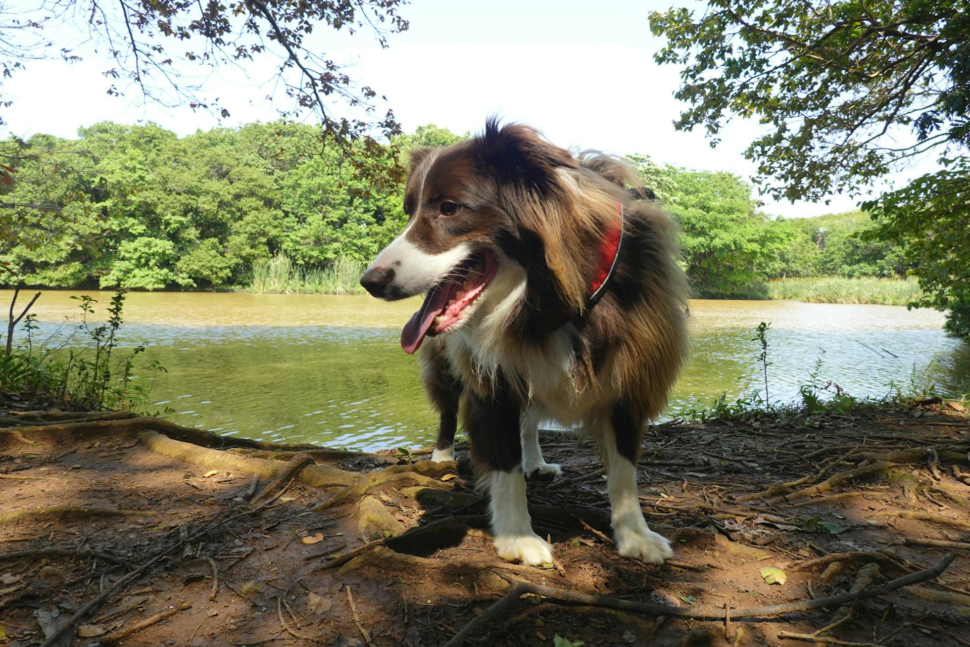 Playful Border Collie by the Serene Lakeside