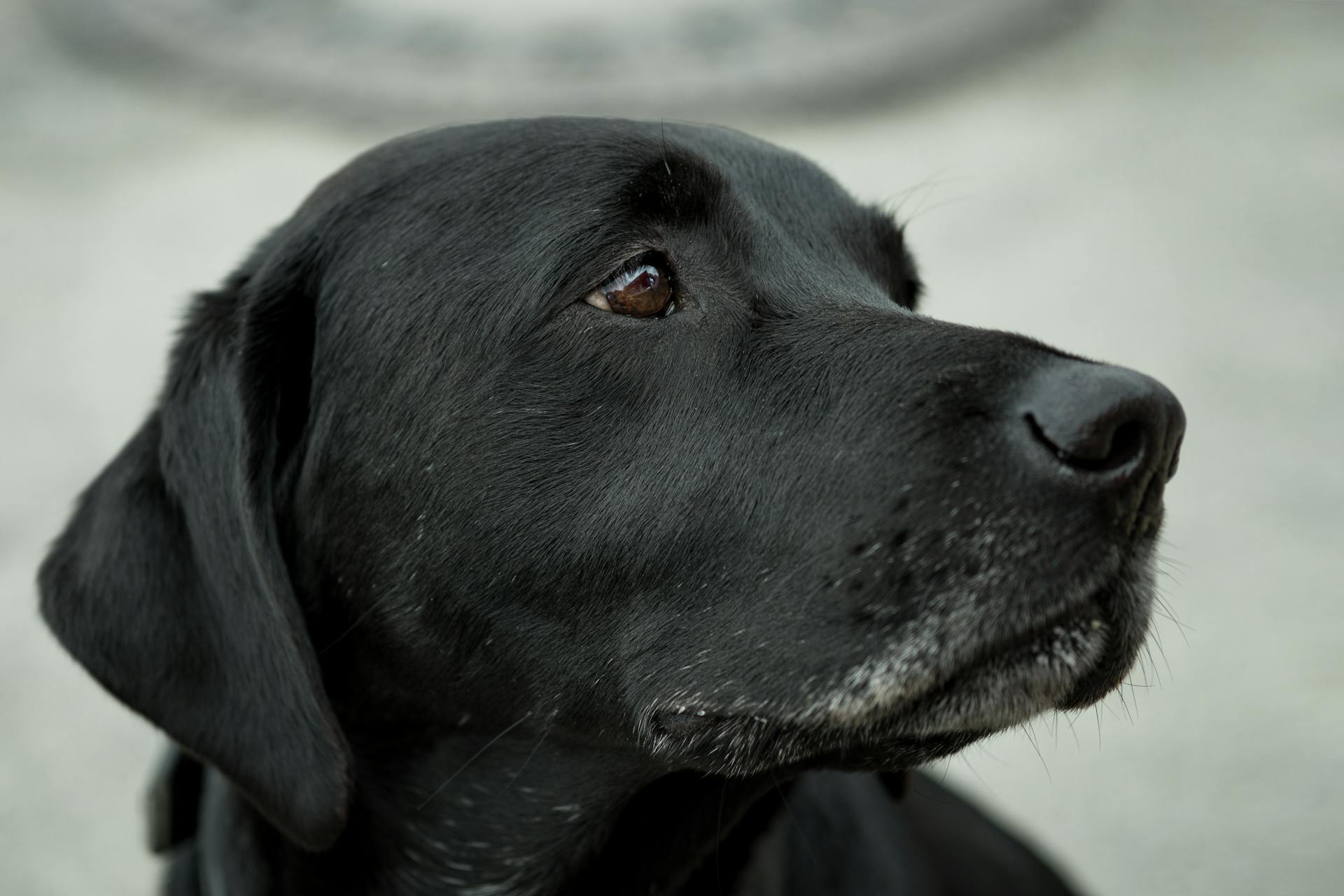 A close-up of a black Labrador Retriever