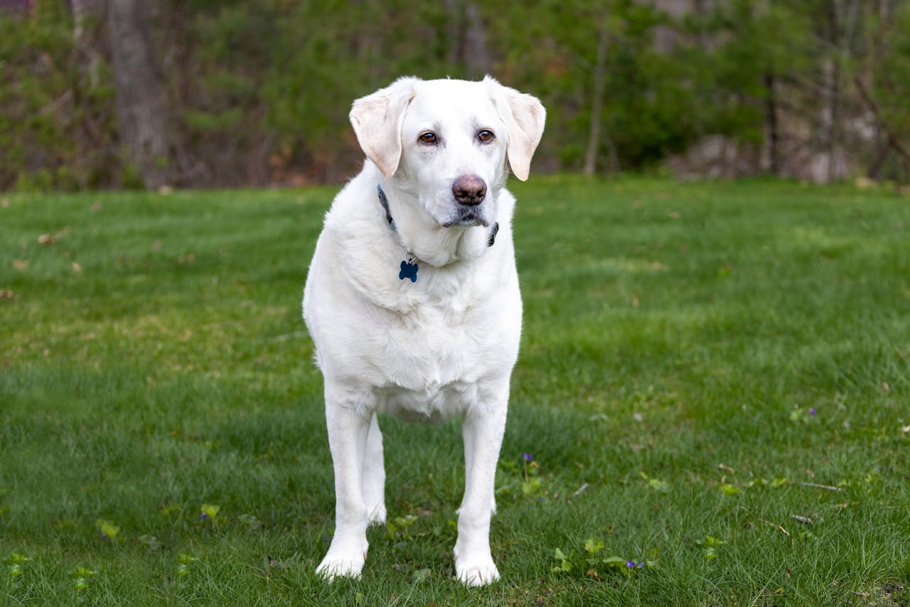 Labrador Retriever on a Grass Field