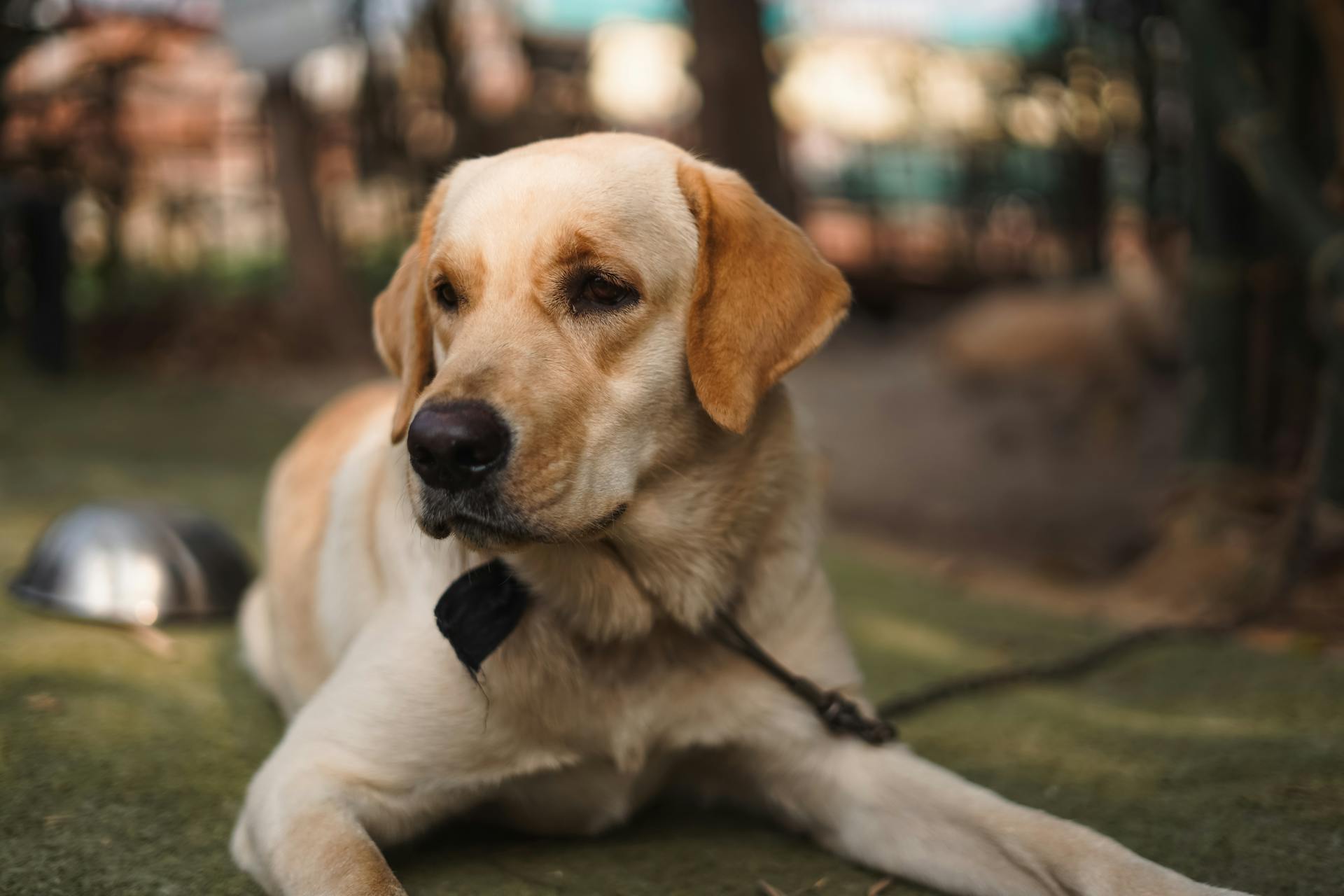Golden Labrador Retriever lying on a green surface