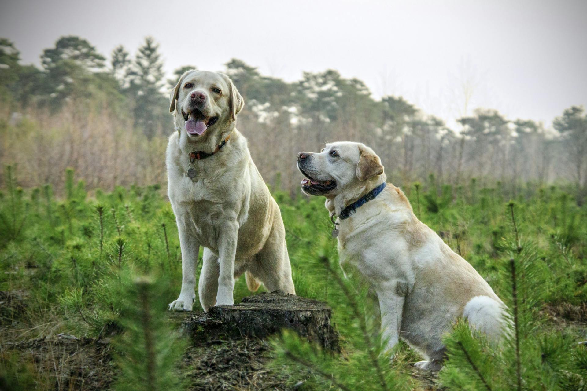 Labrador Retrievers standing in a grassy field
