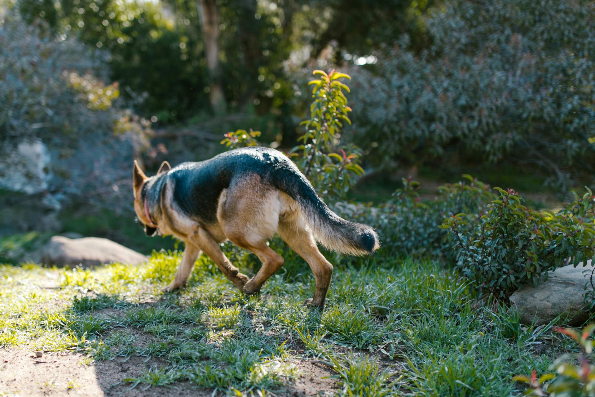German Shepherd dog running through a grassy area