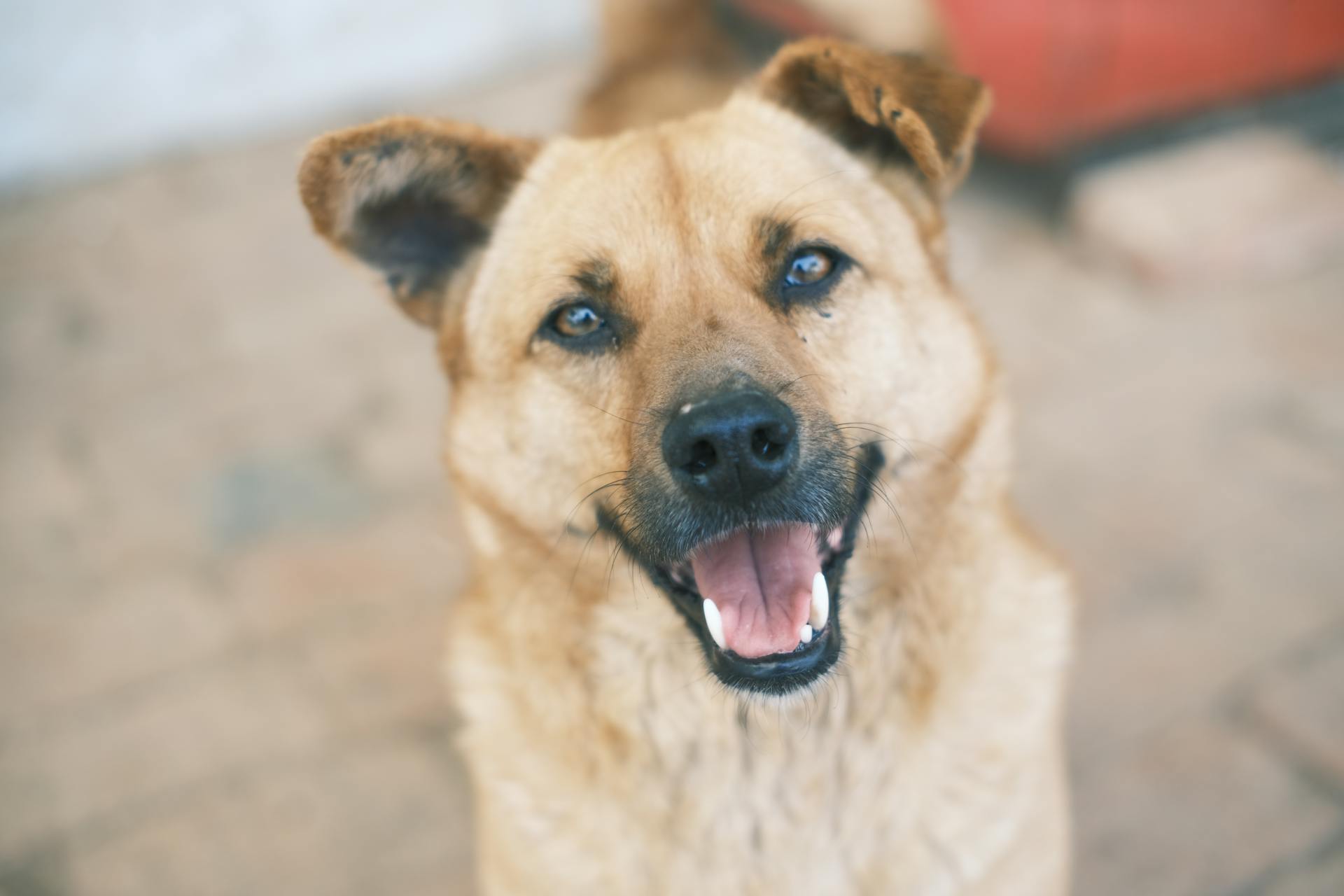 Close up of Chinook with brown eyes and a black nose