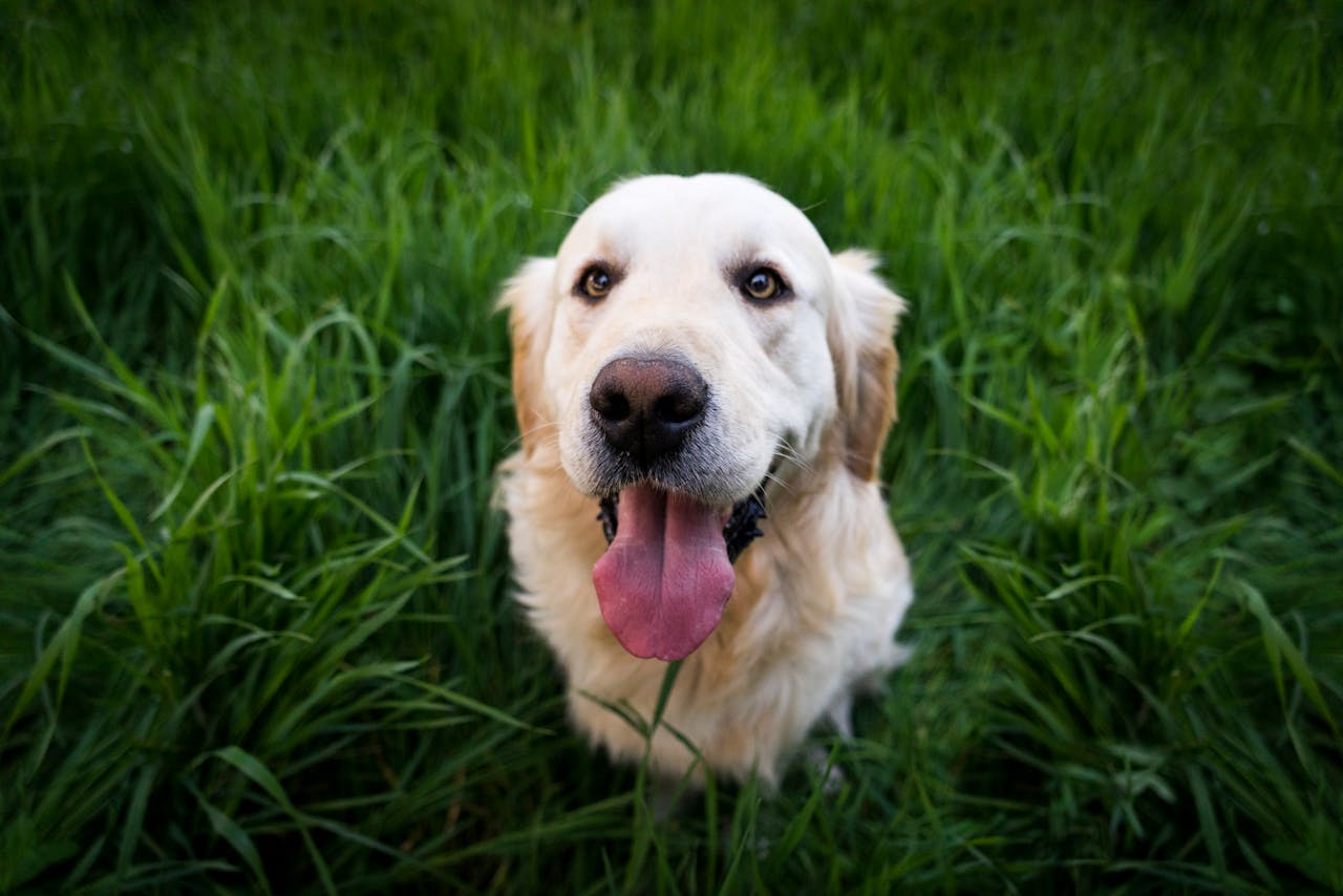Golden Retriever Sitting on Green Grass