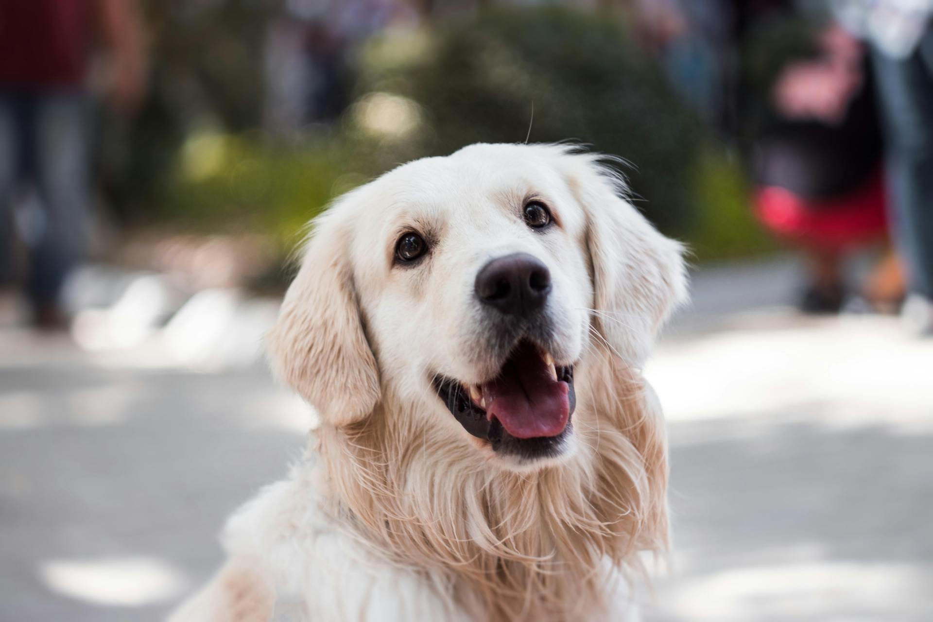 A close-up of a creamy white coat Golden Retriever