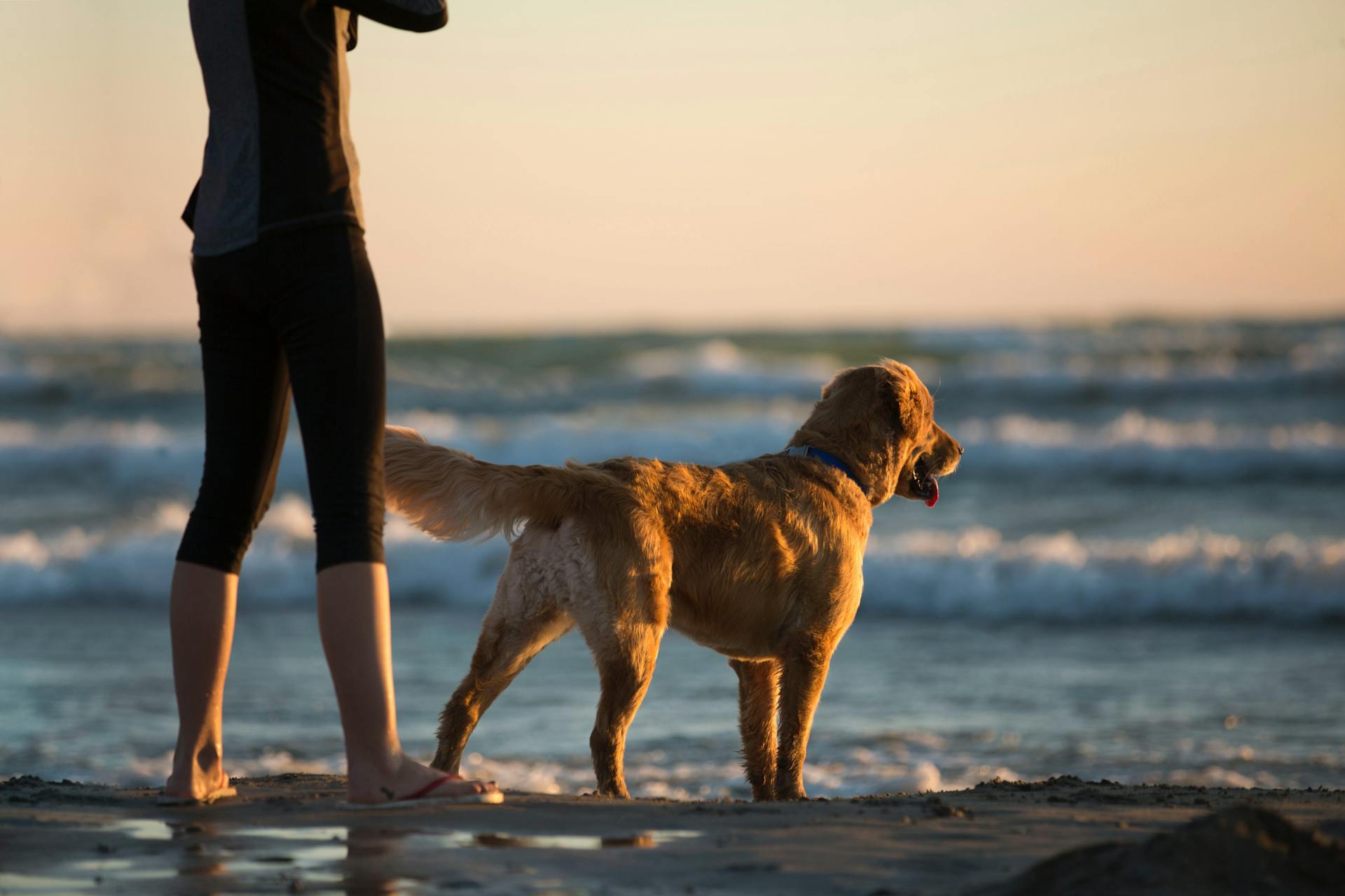Person Standing Besides a Golden Retriever Dog