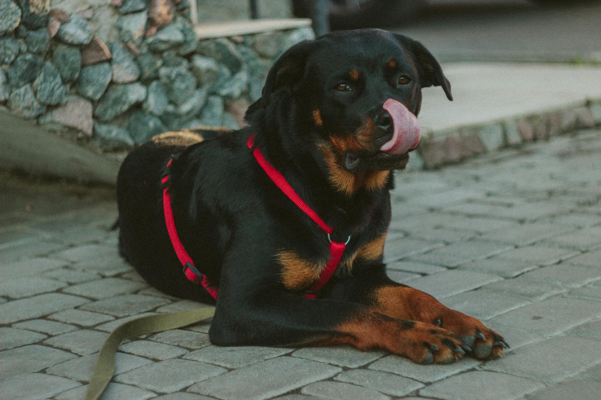 Black Rust Rottweiler Showing Tongue