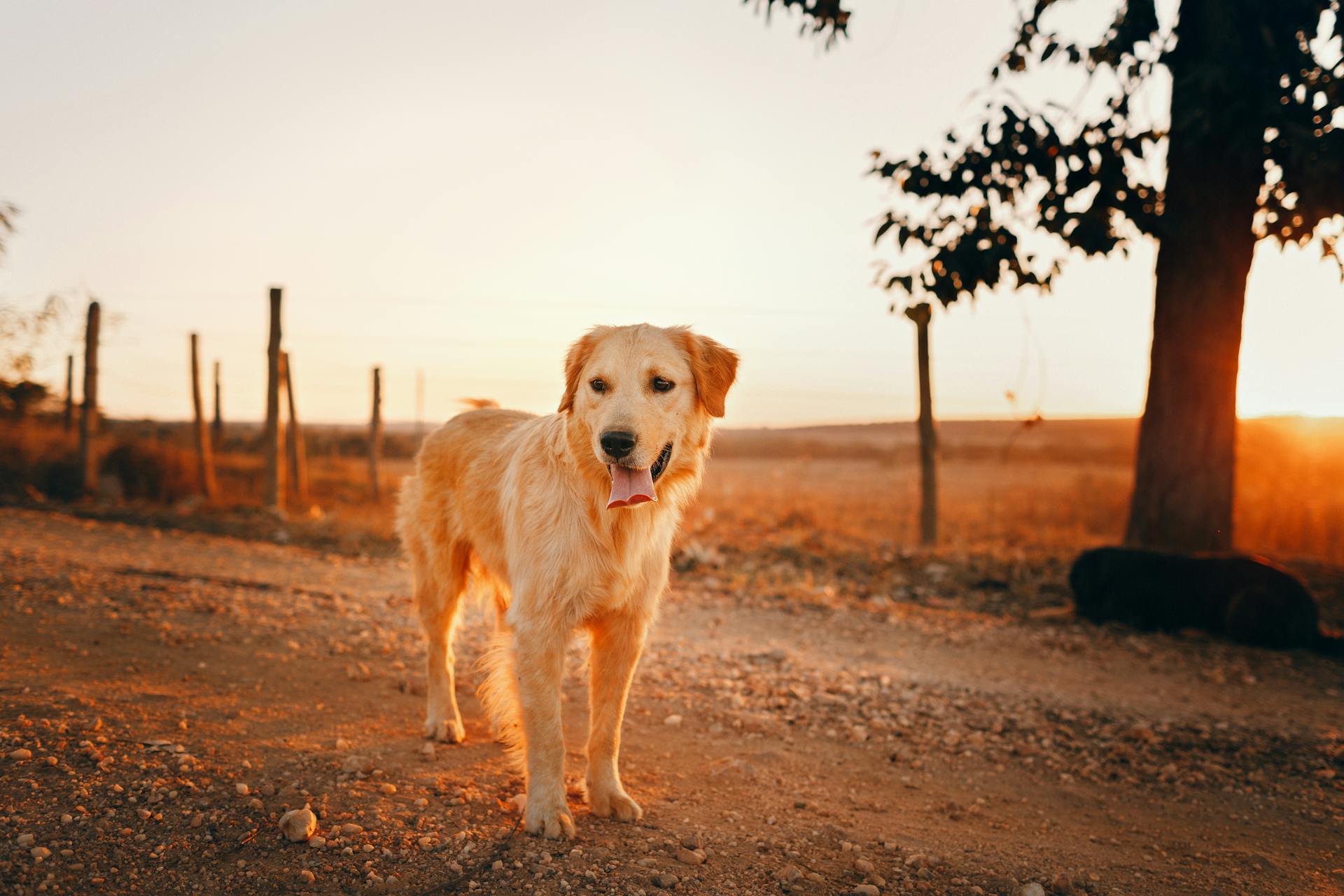 Golden Retriever Standing on a Dirt Road at Sunset