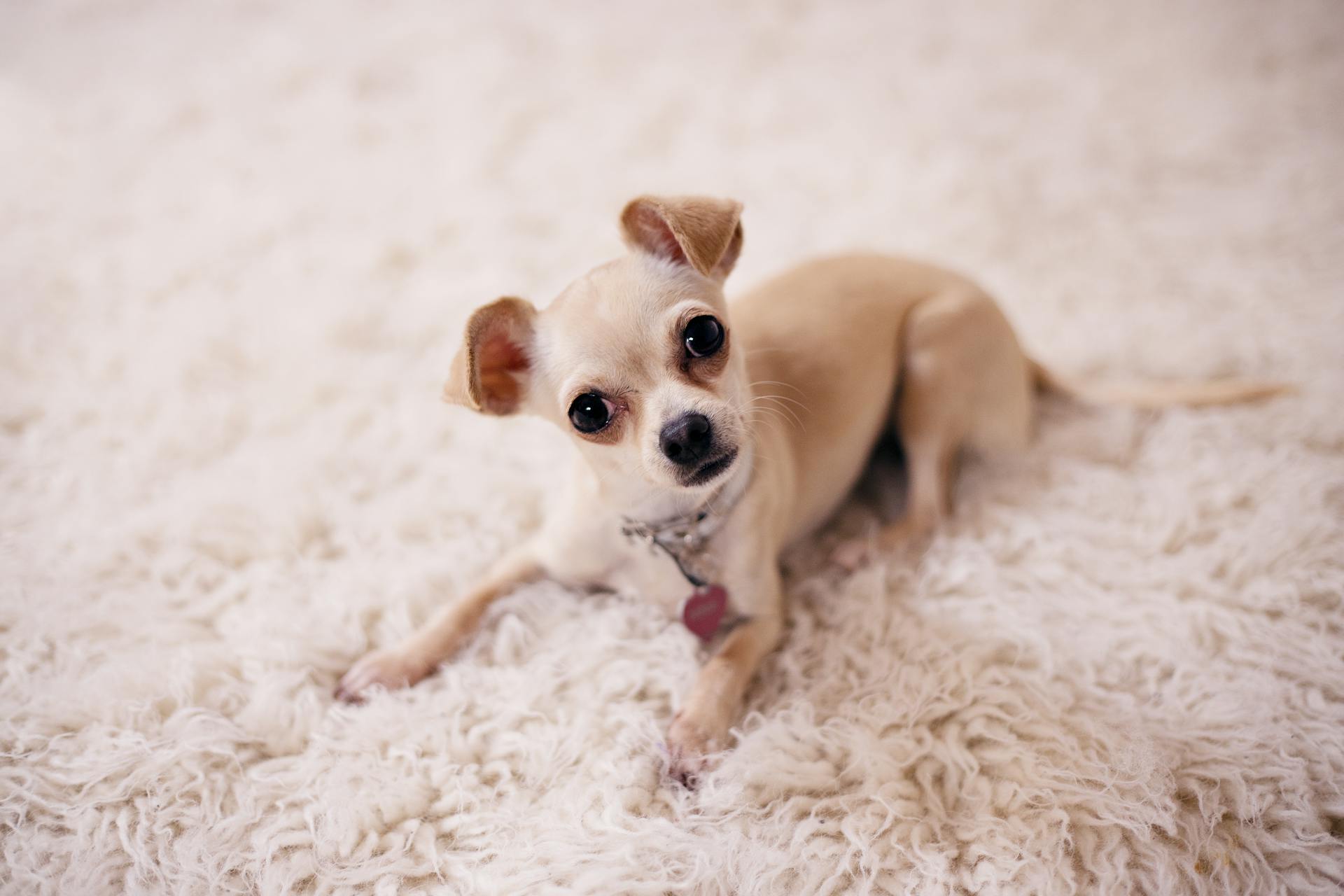 Brown Chihuahua Puppy Laying on Brown Textile